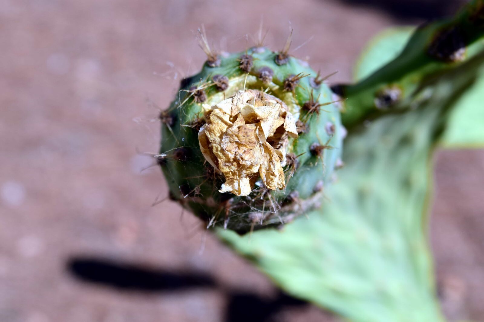 Nikon D3300 sample photo. Cactus, nature, flora, plant photography