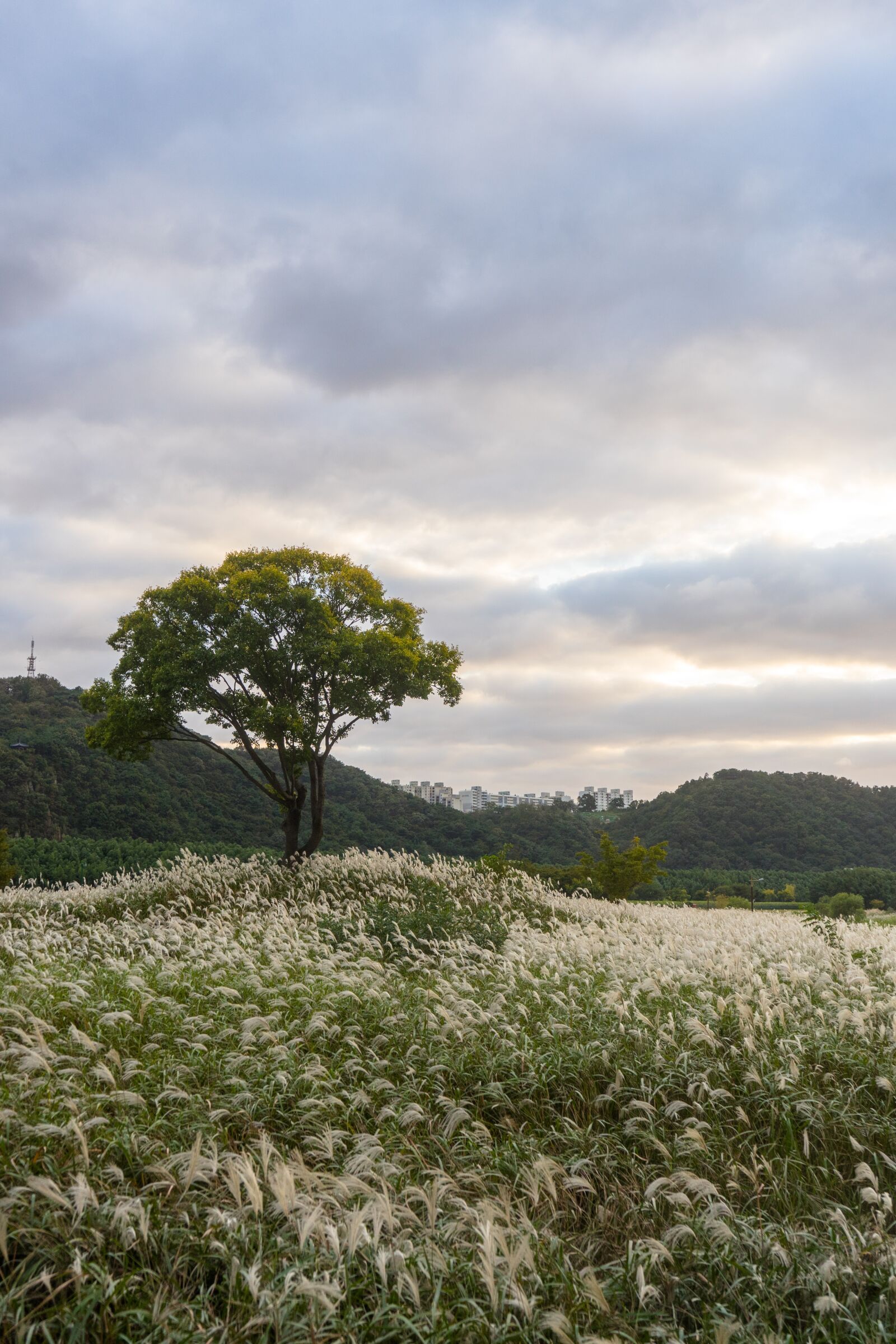 Sony a7 II + Sony FE 28-70mm F3.5-5.6 OSS sample photo. Tree, park, silver grass photography