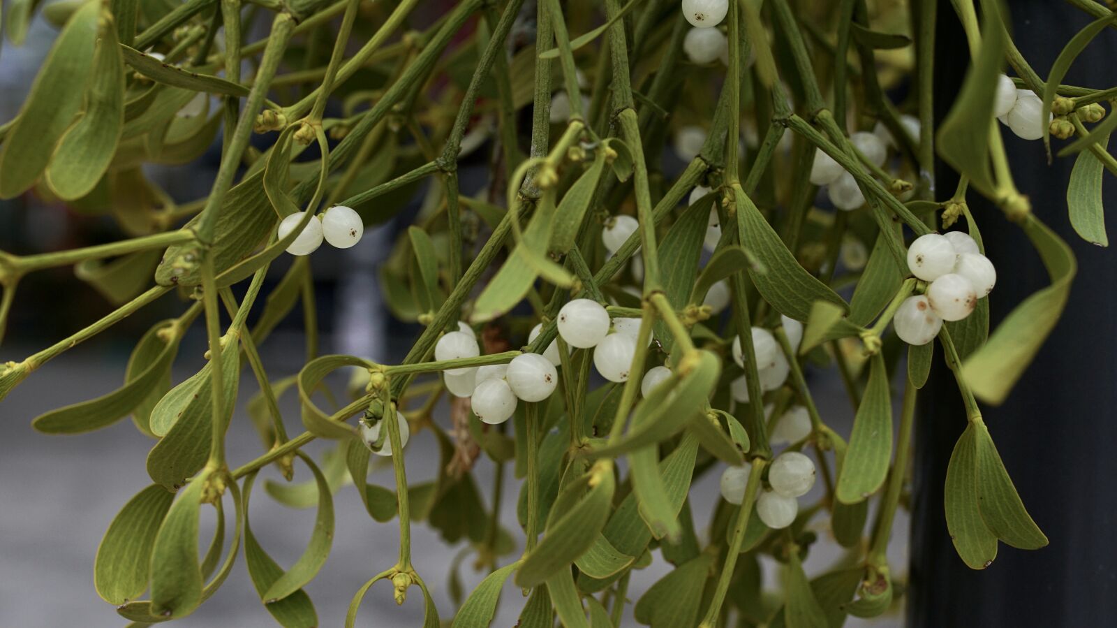 Sony ILCA-77M2 + 35mm F1.4 sample photo. Mistletoe, customs, plant photography