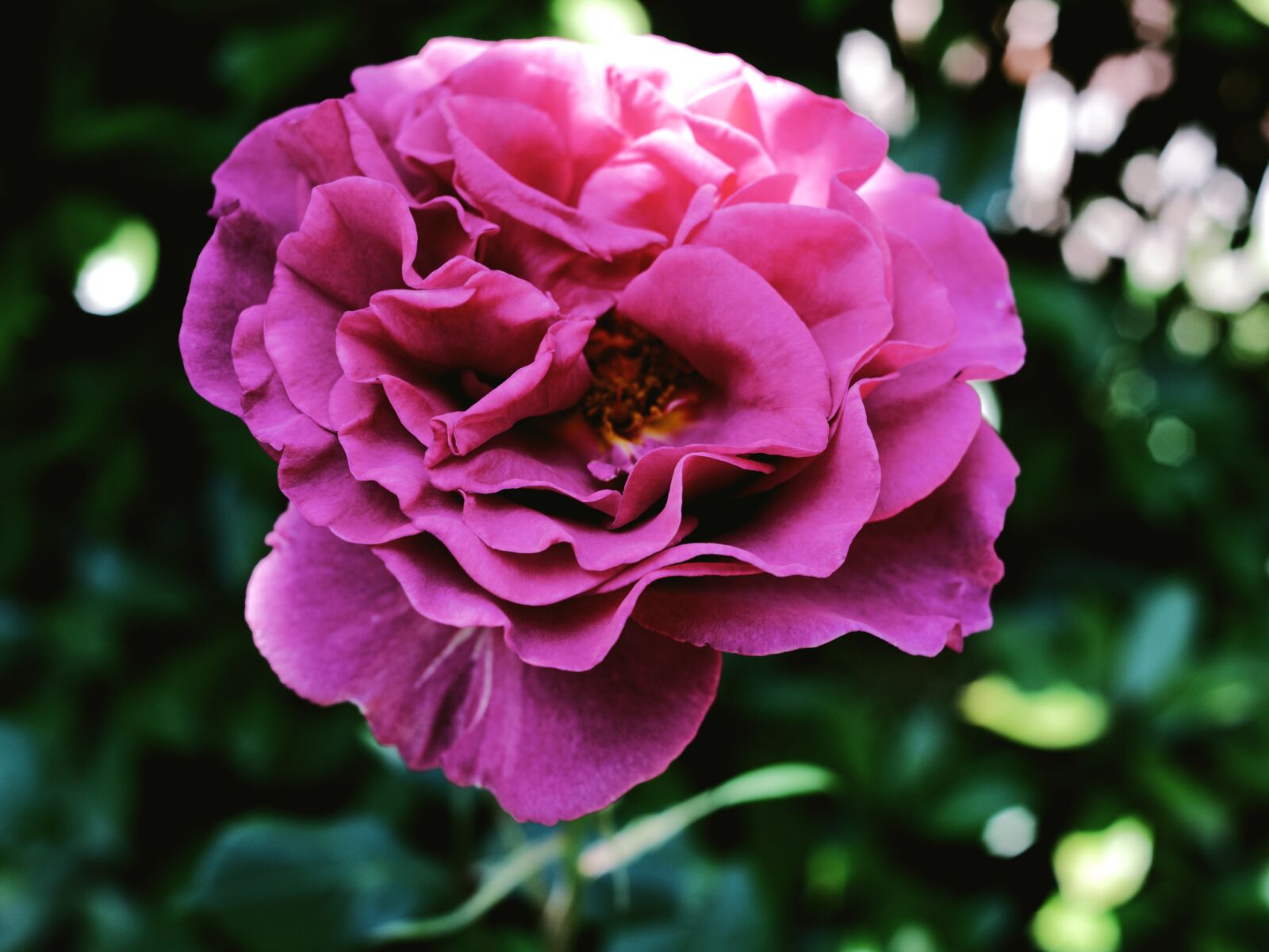 Nikon D750 sample photo. Flowers, rosa, violet photography