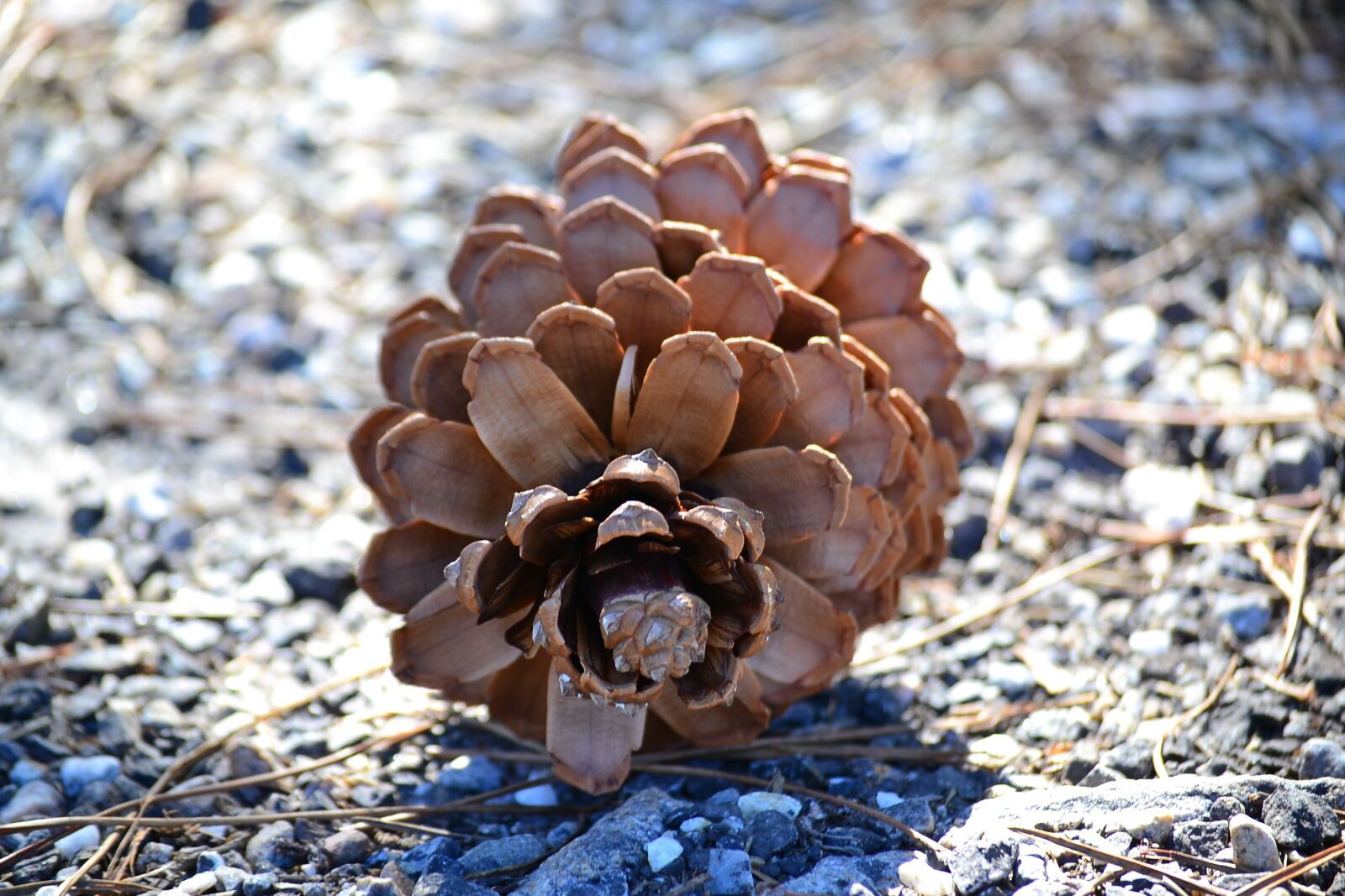 Nikon D3100 sample photo. Pineapple, tree, wood photography