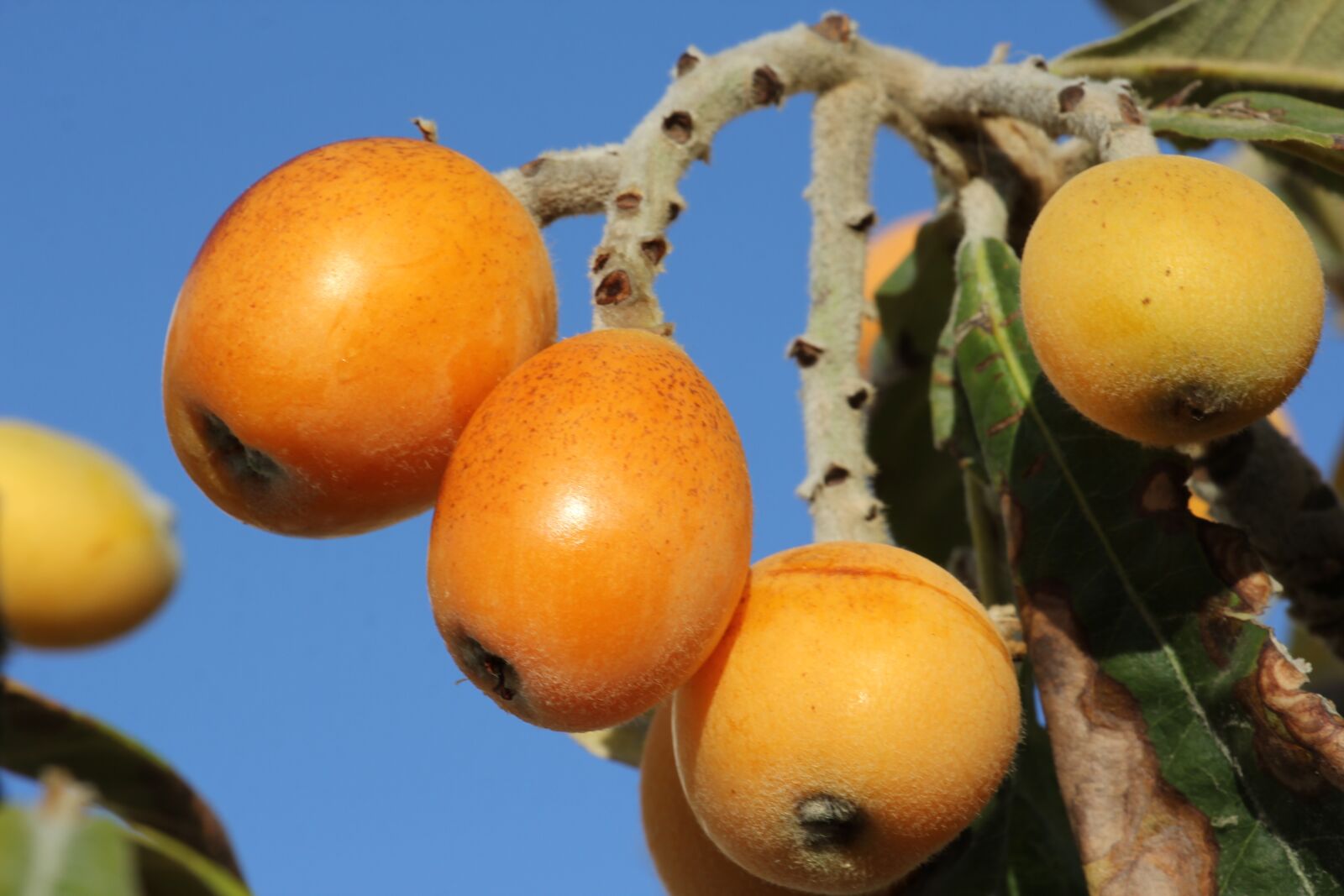 Canon EOS 60D sample photo. Nature, tree, fruit photography