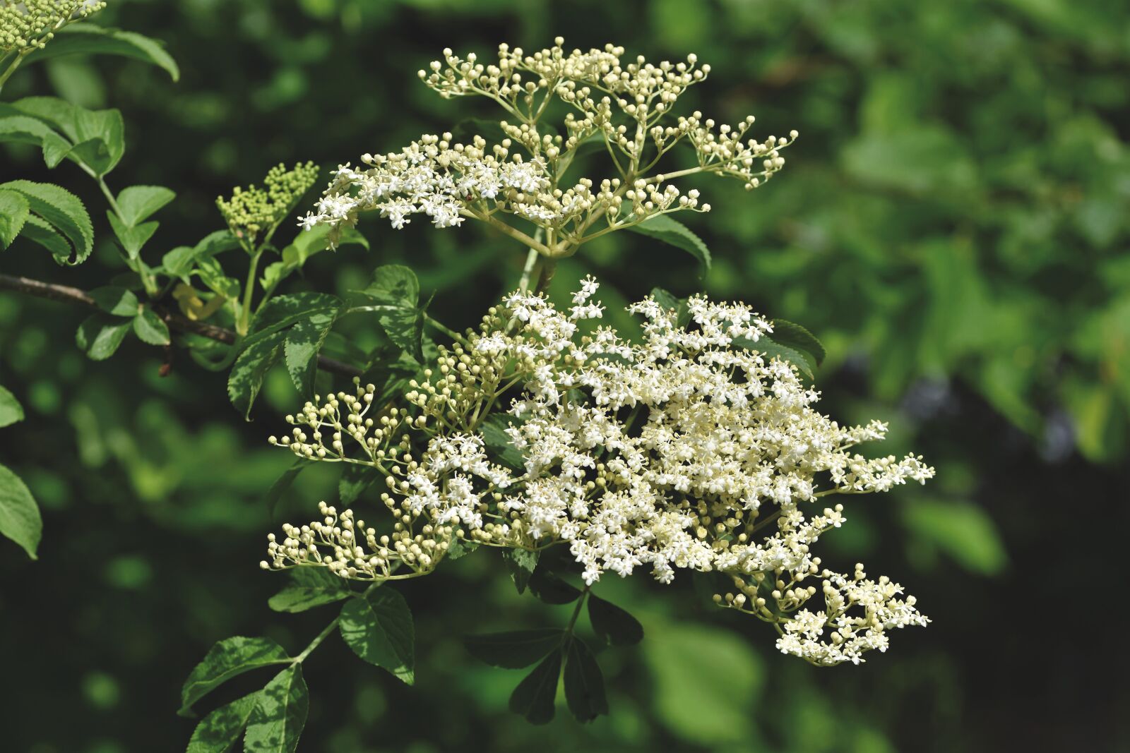 Nikon D7200 sample photo. Elder, elderflower, holder bush photography