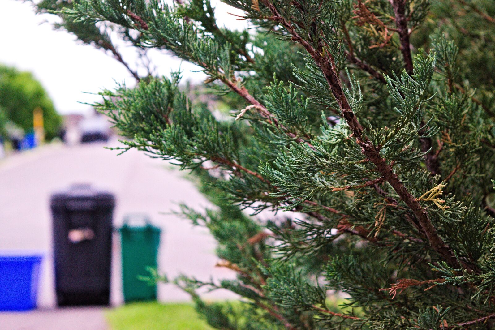 Nikon D3300 sample photo. Garbage day, tree, suburban photography