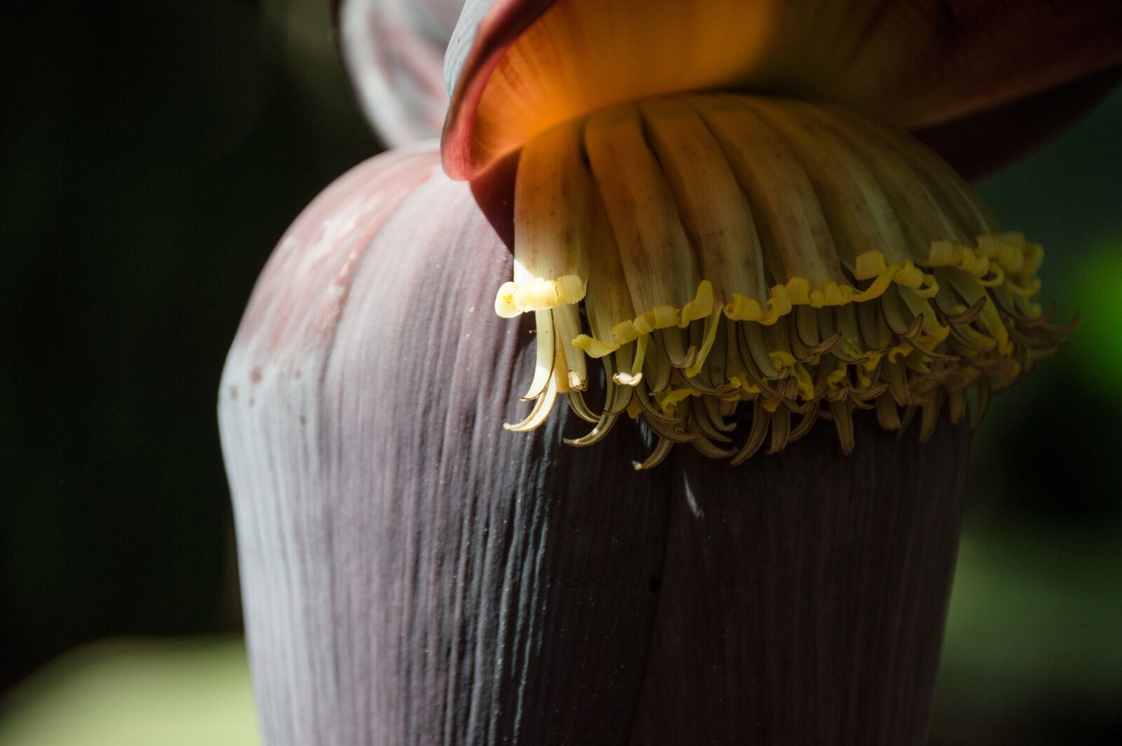Nikon D3200 sample photo. Budding, banana, flowers photography