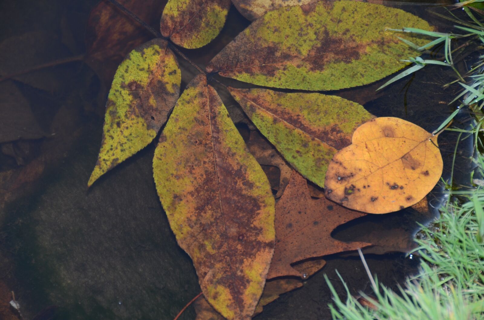 Nikon D7000 sample photo. Leaf, nature, plant photography