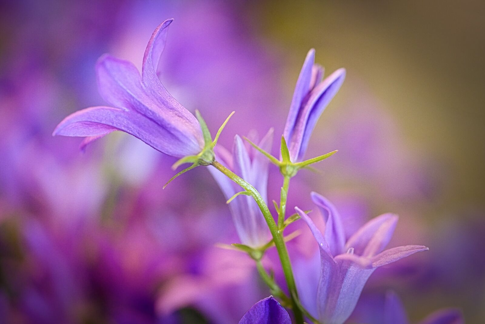 Panasonic Lumix DMC-GX8 sample photo. Flower, nature, plant photography