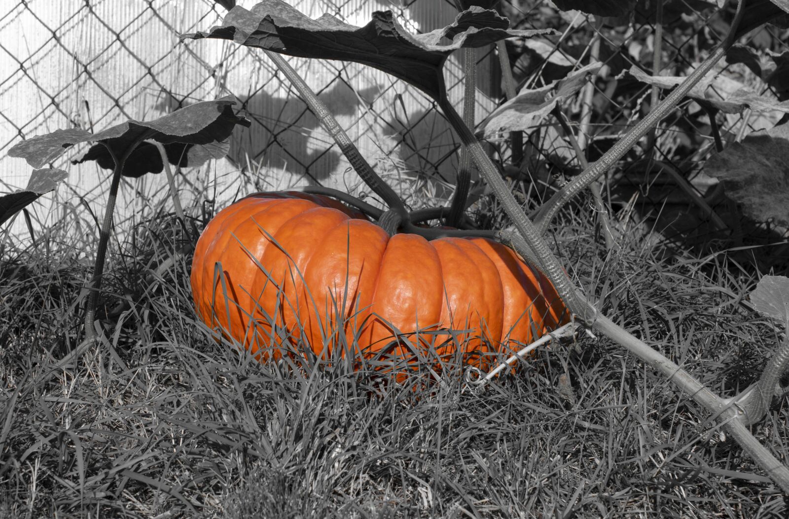 Nikon D5300 sample photo. Pumpkin, choose, halloween photography