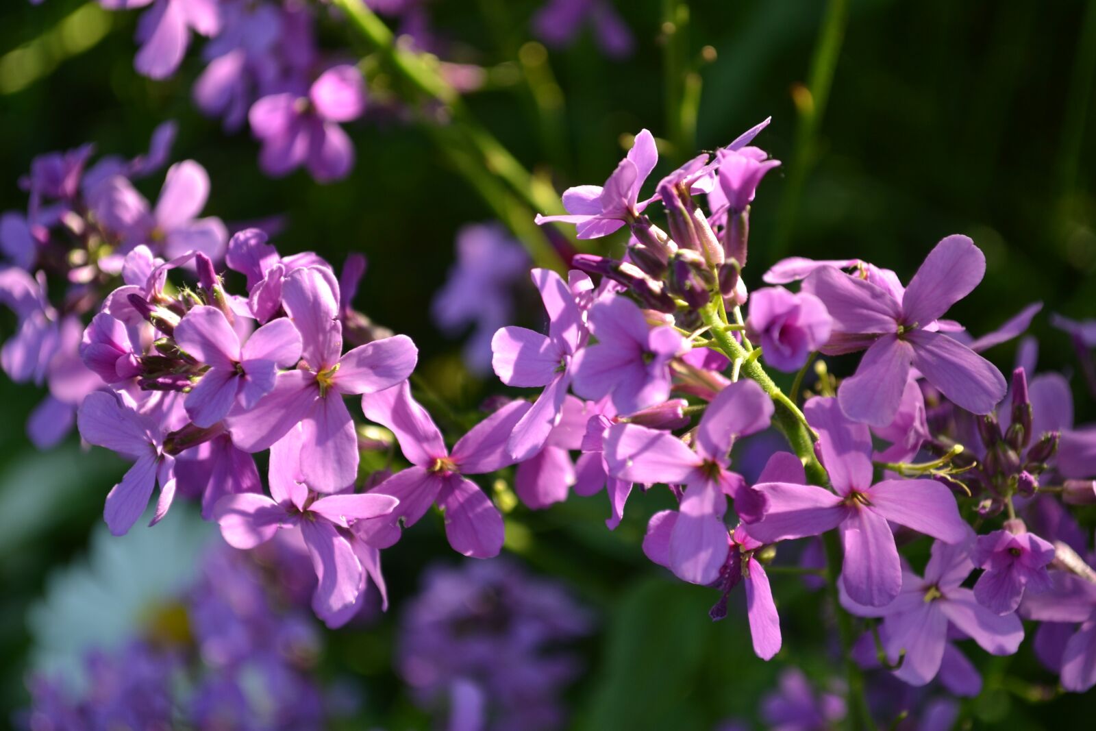 Nikon D3100 sample photo. Flower, summer, nature photography