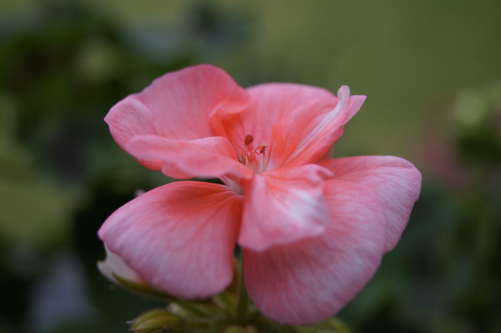 Sony DT 18-55mm F3.5-5.6 SAM II sample photo. Flower, image, plant photography