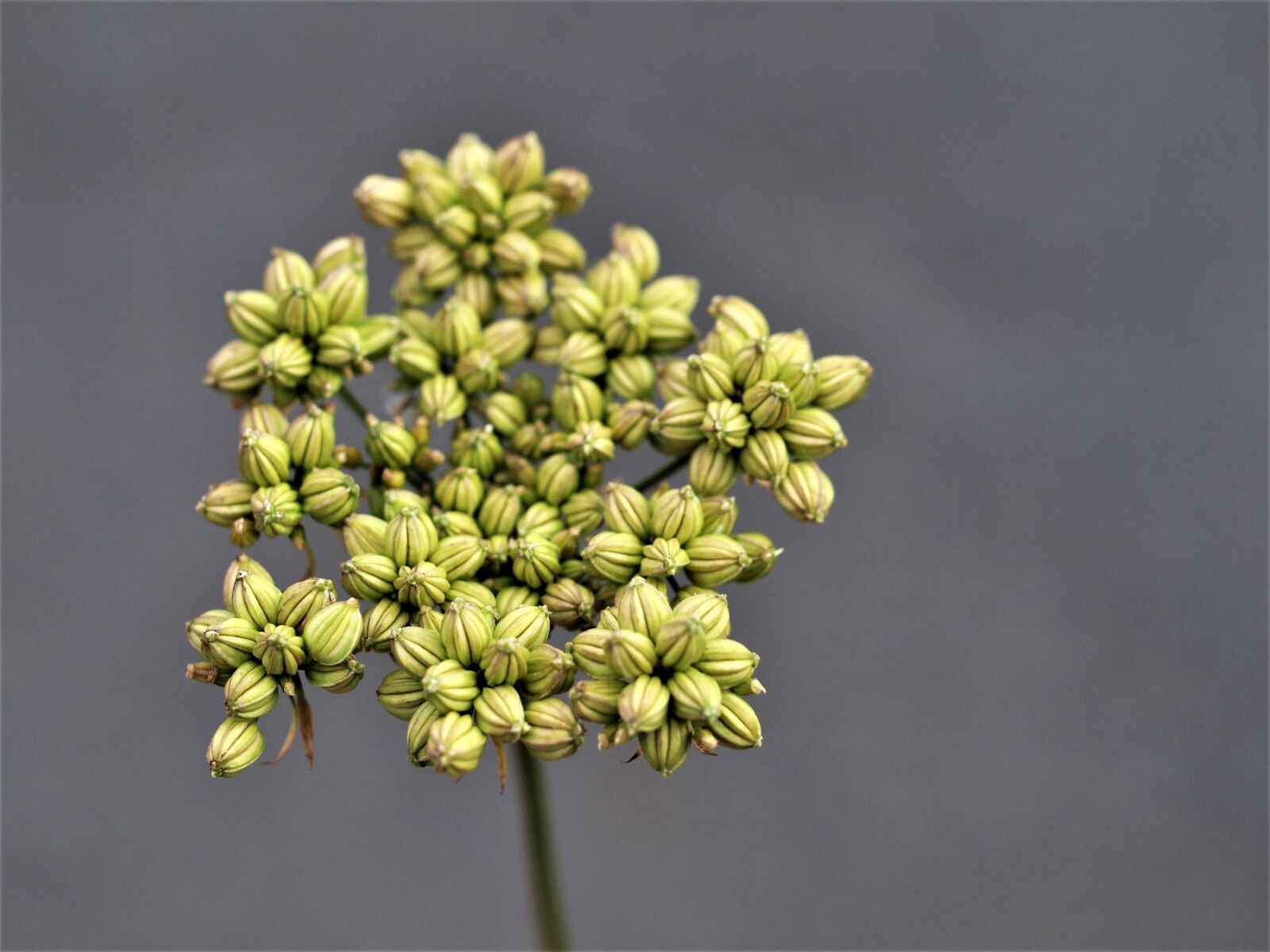 Olympus E-520 (EVOLT E-520) sample photo. Flower, growth, flora photography