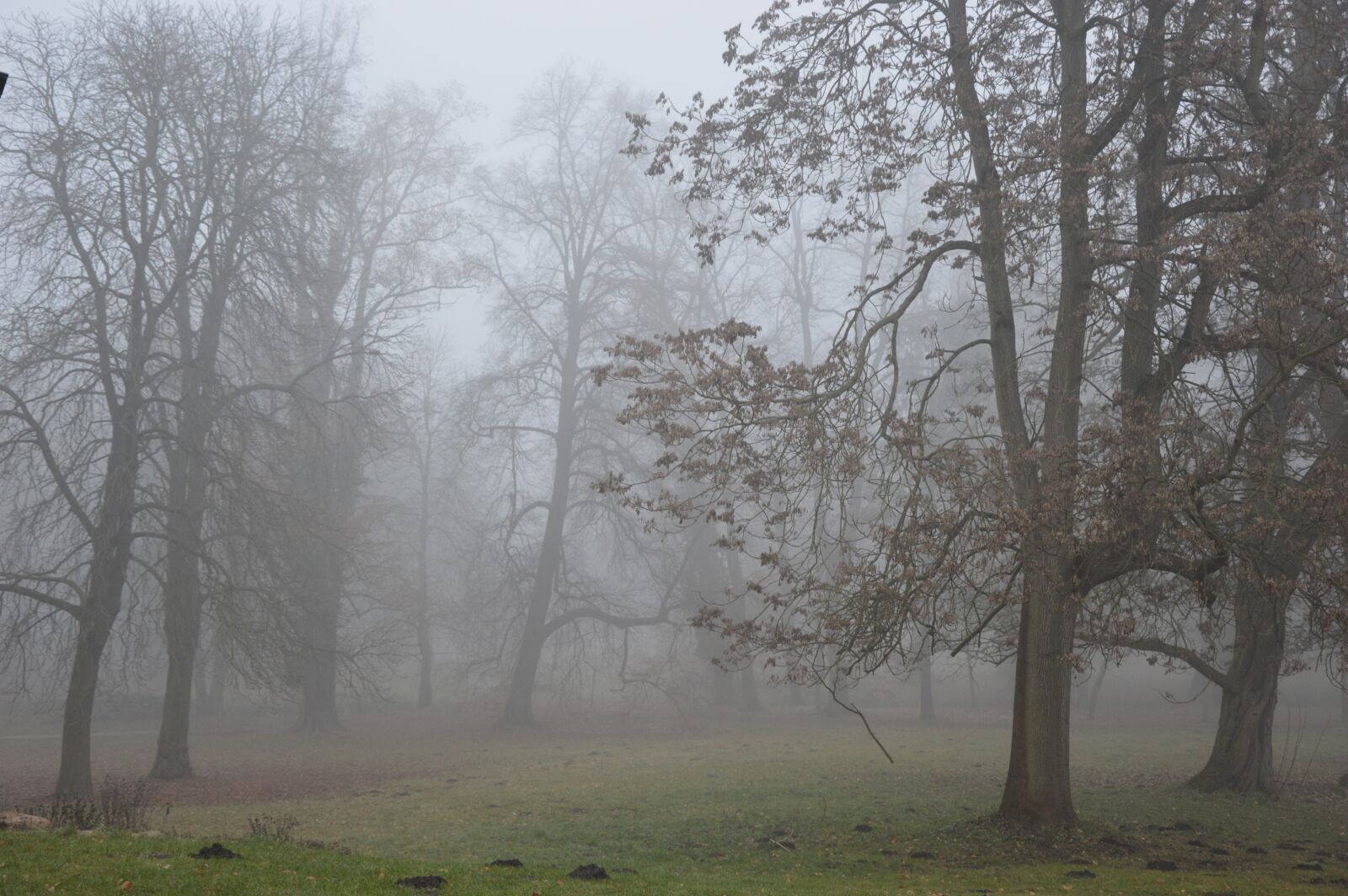 Nikon D3200 sample photo. Fog, autumn, trees photography