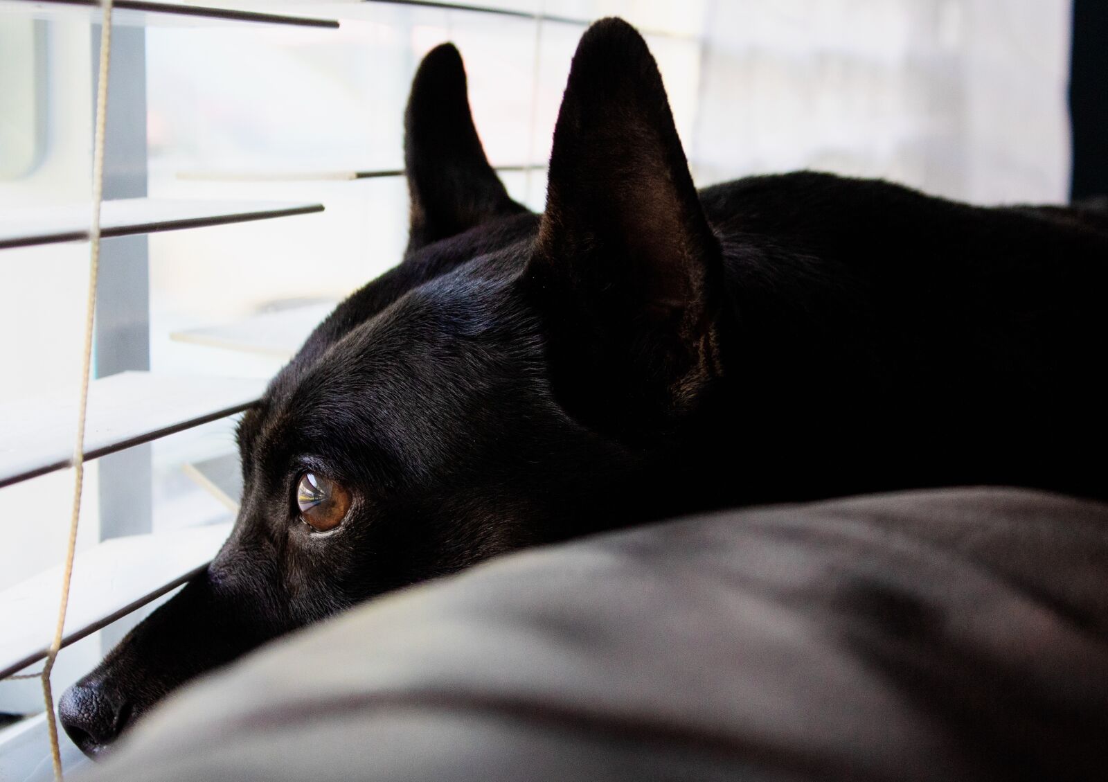 Canon EOS 1300D (EOS Rebel T6 / EOS Kiss X80) sample photo. Dog, resting, blinds photography