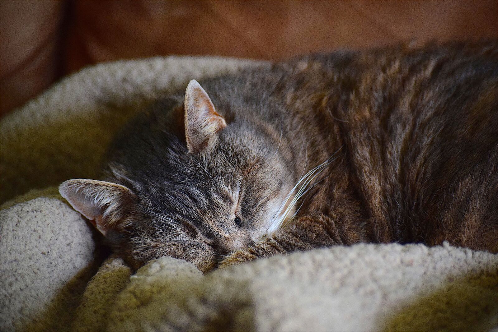Nikon D3300 sample photo. Cat, sleeping, cute photography