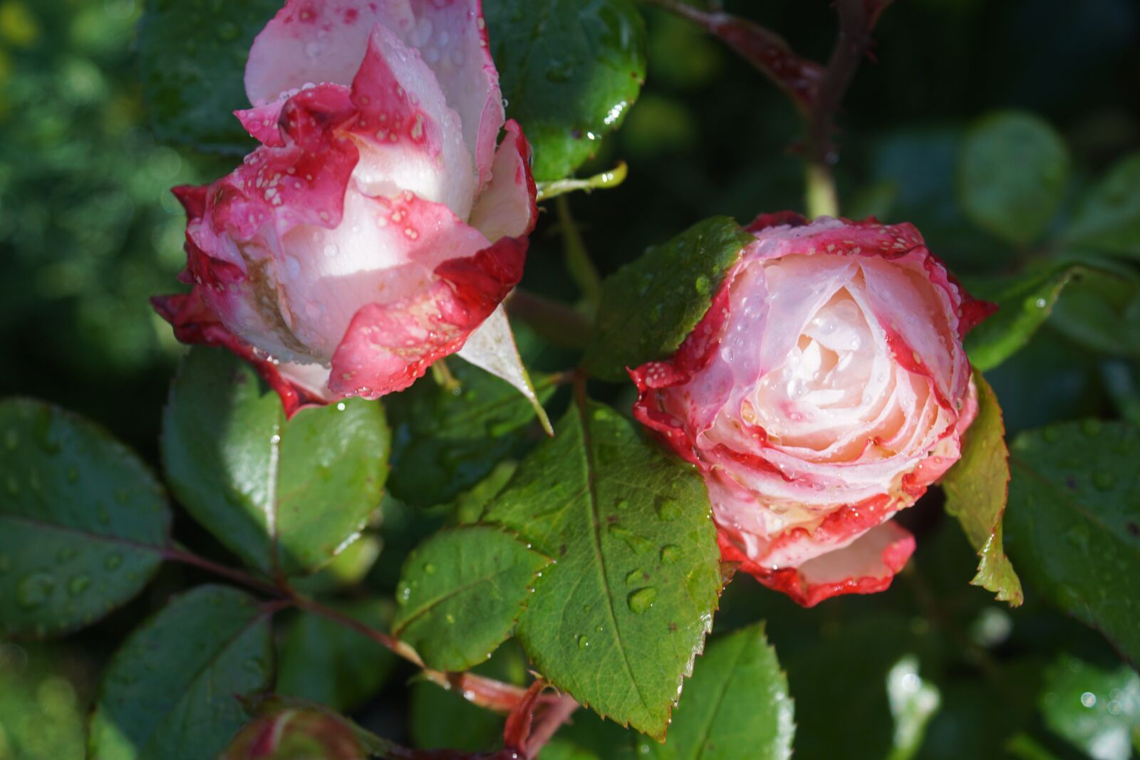 Sony ILCA-77M2 sample photo. Rose, green, flower photography