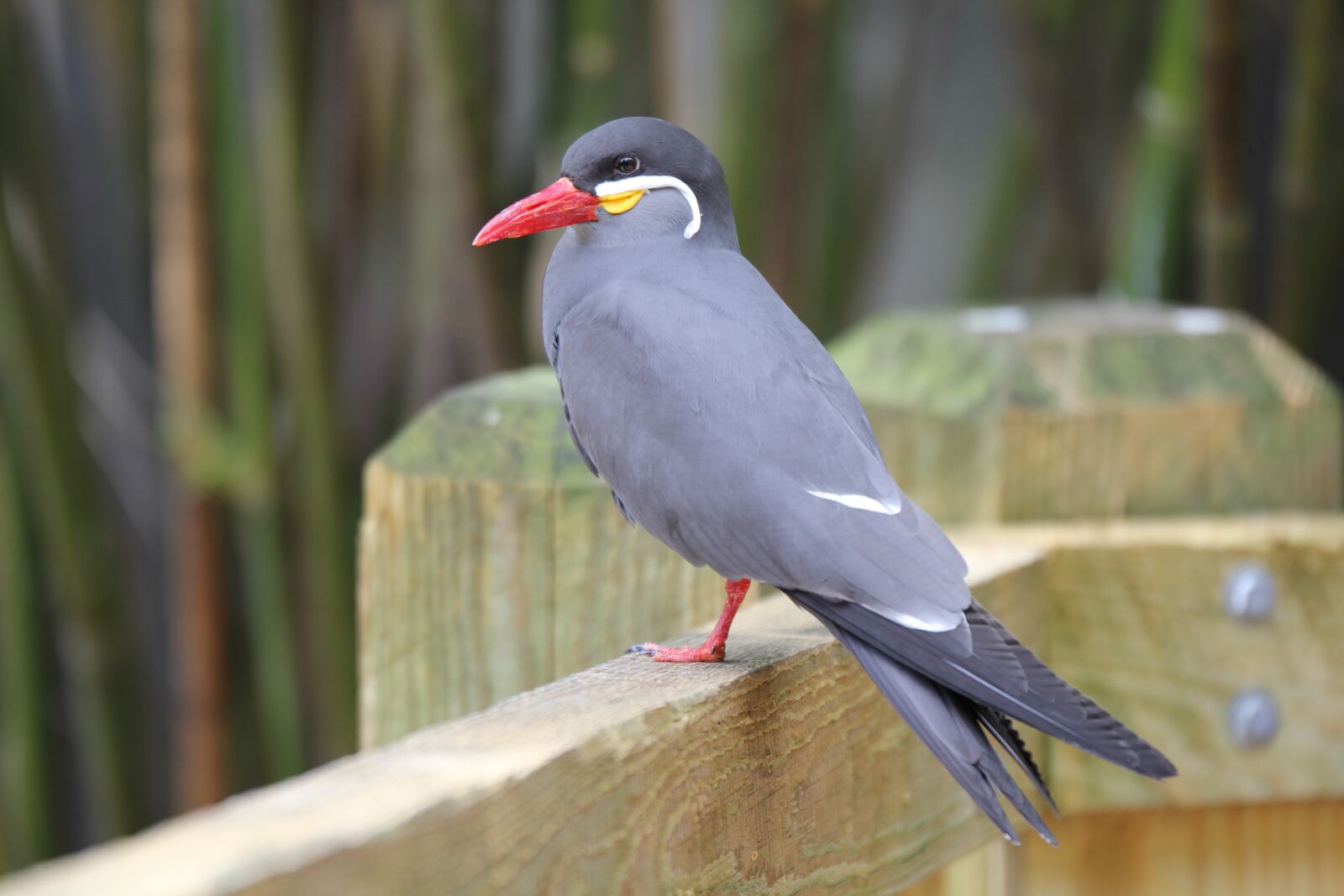 Canon EOS 60D sample photo. Bird, wildlife, nature photography