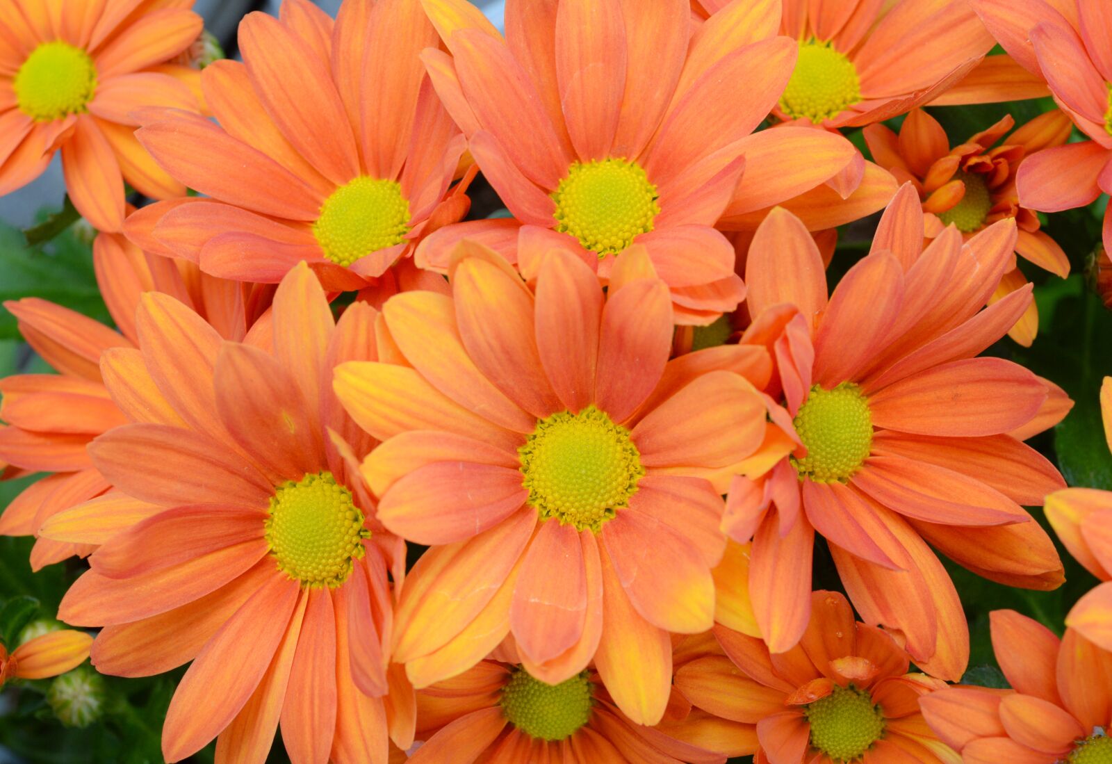 Nikon D610 sample photo. Flower, flora, nature photography