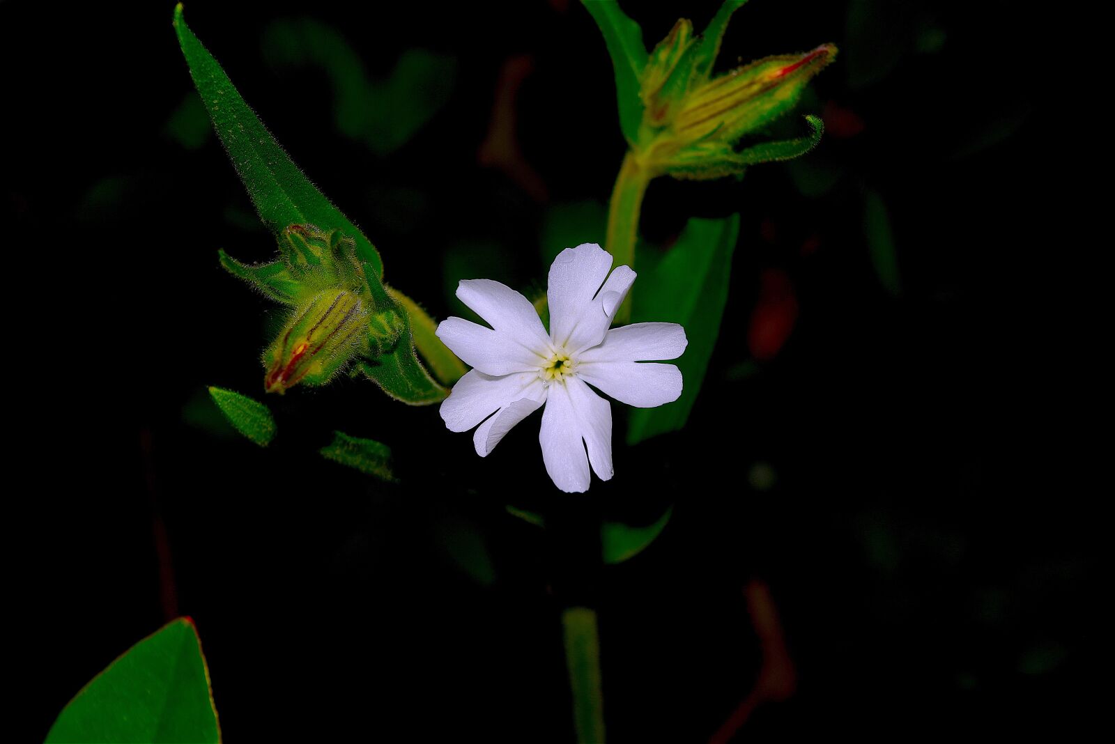 Nikon D3300 sample photo. White flower, dew, rain photography