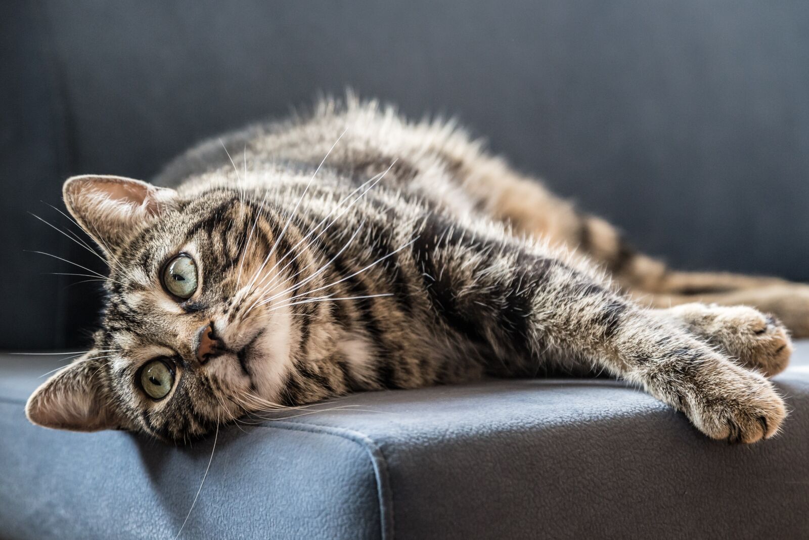 Canon EOS 6D + Canon EF 24-105mm F4L IS USM sample photo. Cat, grey, domestic cat photography