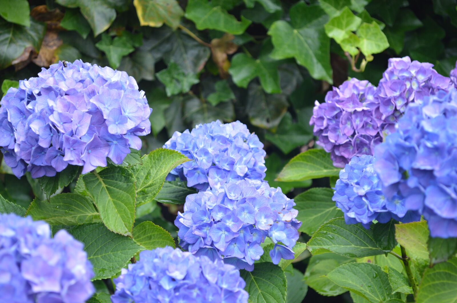 Nikon D3200 sample photo. Close, up, of, purple photography
