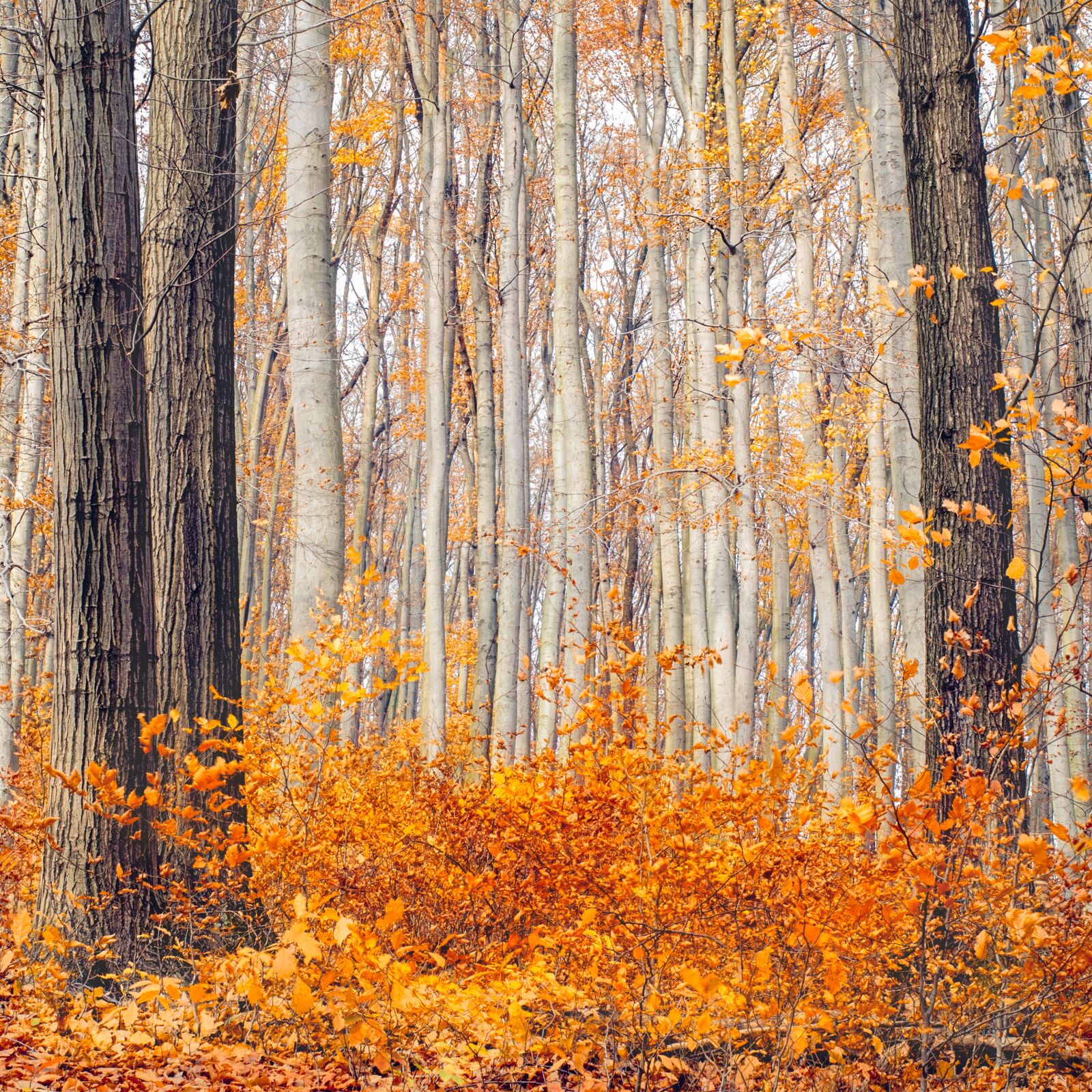Olympus OM-D E-M1 + Olympus M.Zuiko Digital ED 12-40mm F2.8 Pro sample photo. Autumn, autumn colours, golden photography