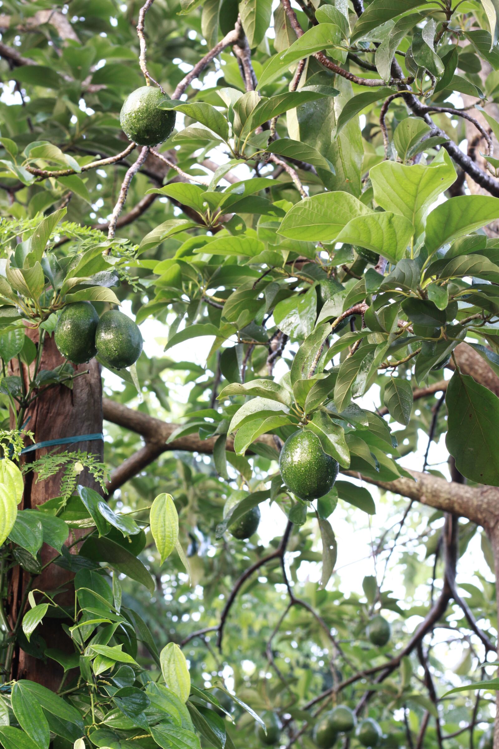 Canon EOS 50D sample photo. Fruit, tree, green photography