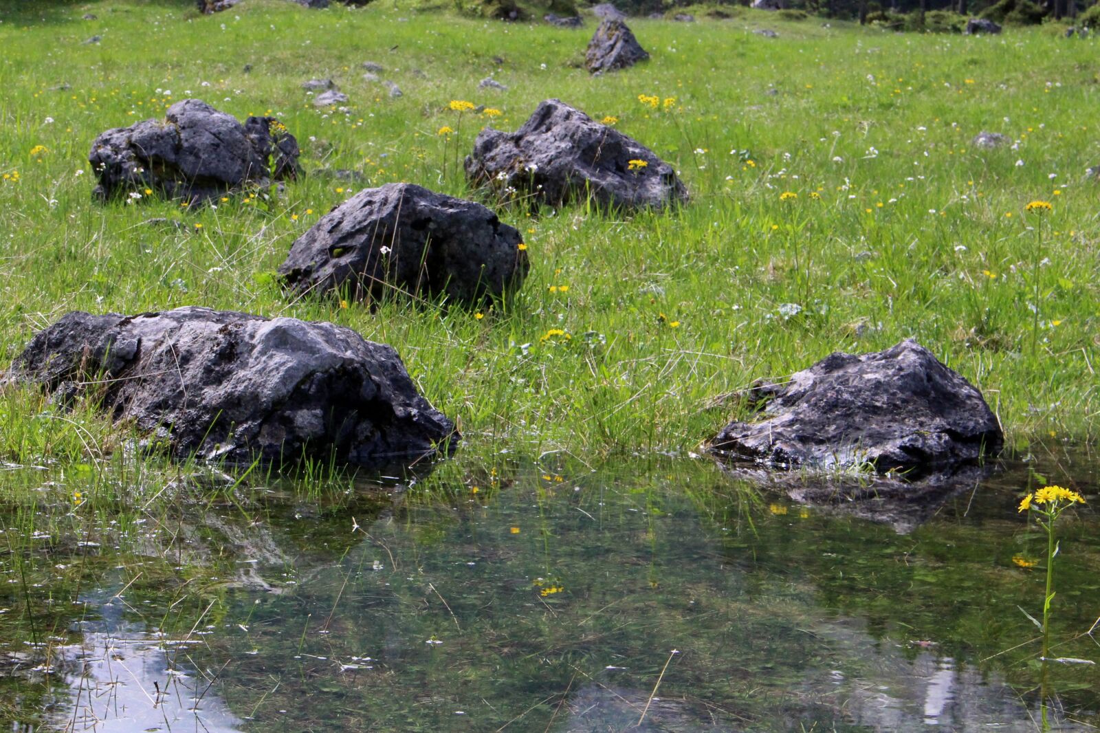 Canon EOS 100D (EOS Rebel SL1 / EOS Kiss X7) sample photo. Water, stones, flowers photography