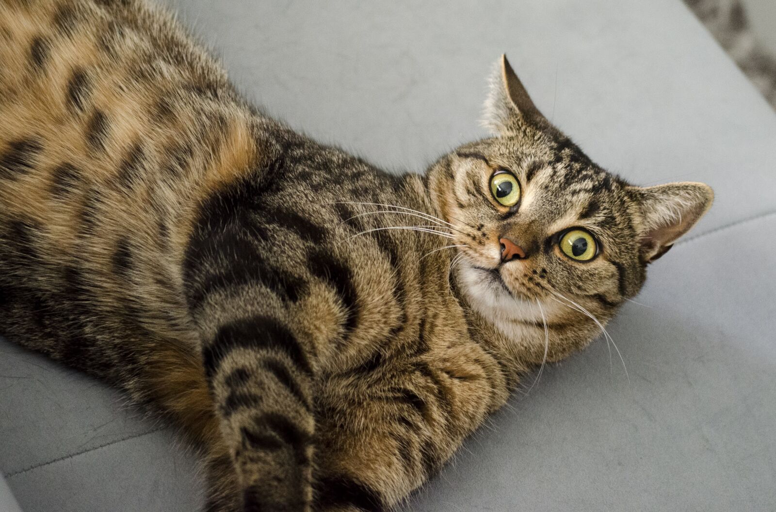 Nikon D5100 sample photo. Cat, surprised, eyes photography