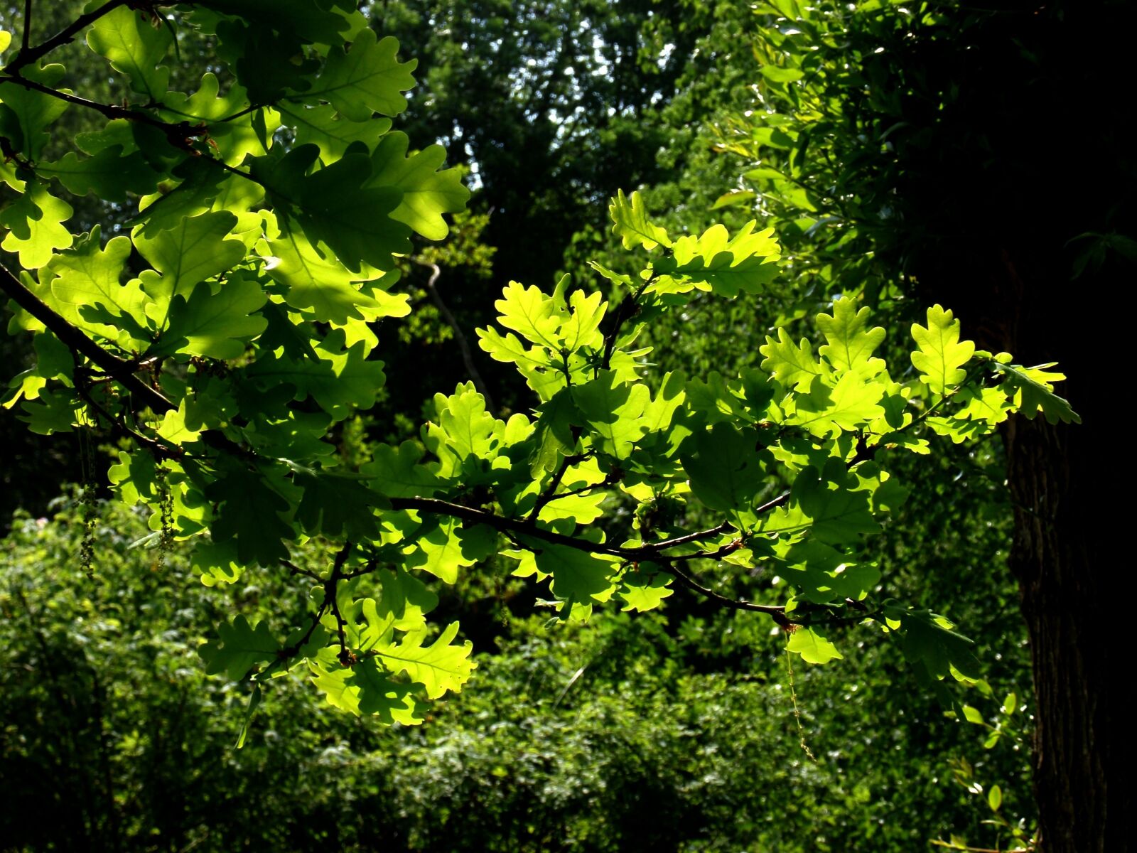 Olympus u1010,S1010 sample photo. Oak leaves, branch, tree photography