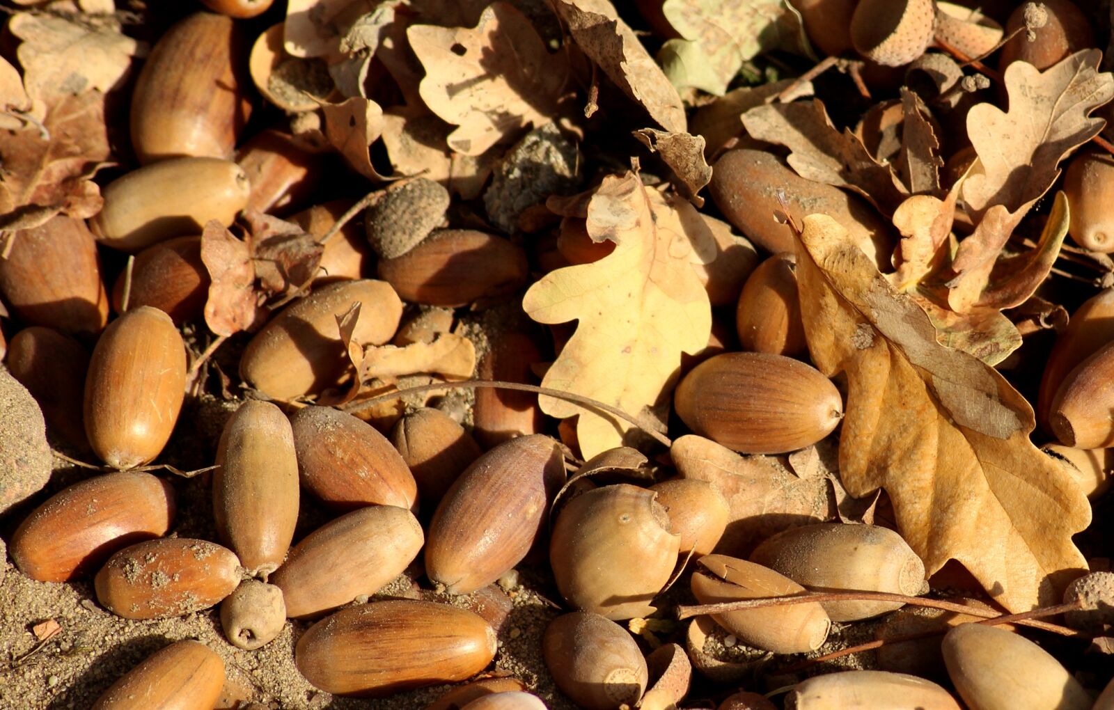 Canon EOS 1200D (EOS Rebel T5 / EOS Kiss X70 / EOS Hi) sample photo. Acorns, the fruit of photography