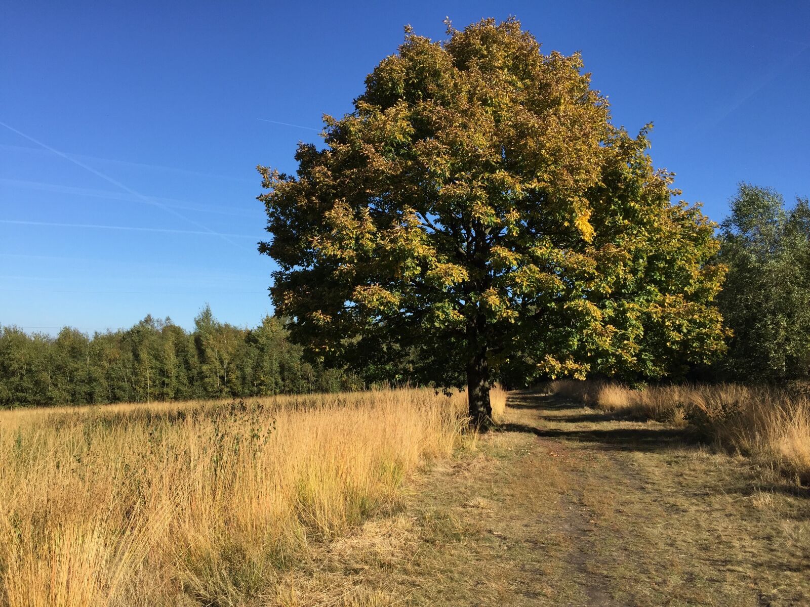 Apple iPhone 6 sample photo. Sky, blue, tree photography