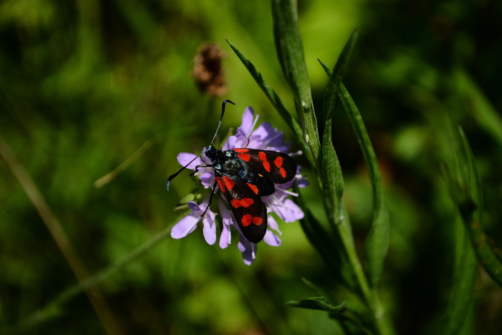 Nikon D3100 sample photo. Papillion, insect, nature photography