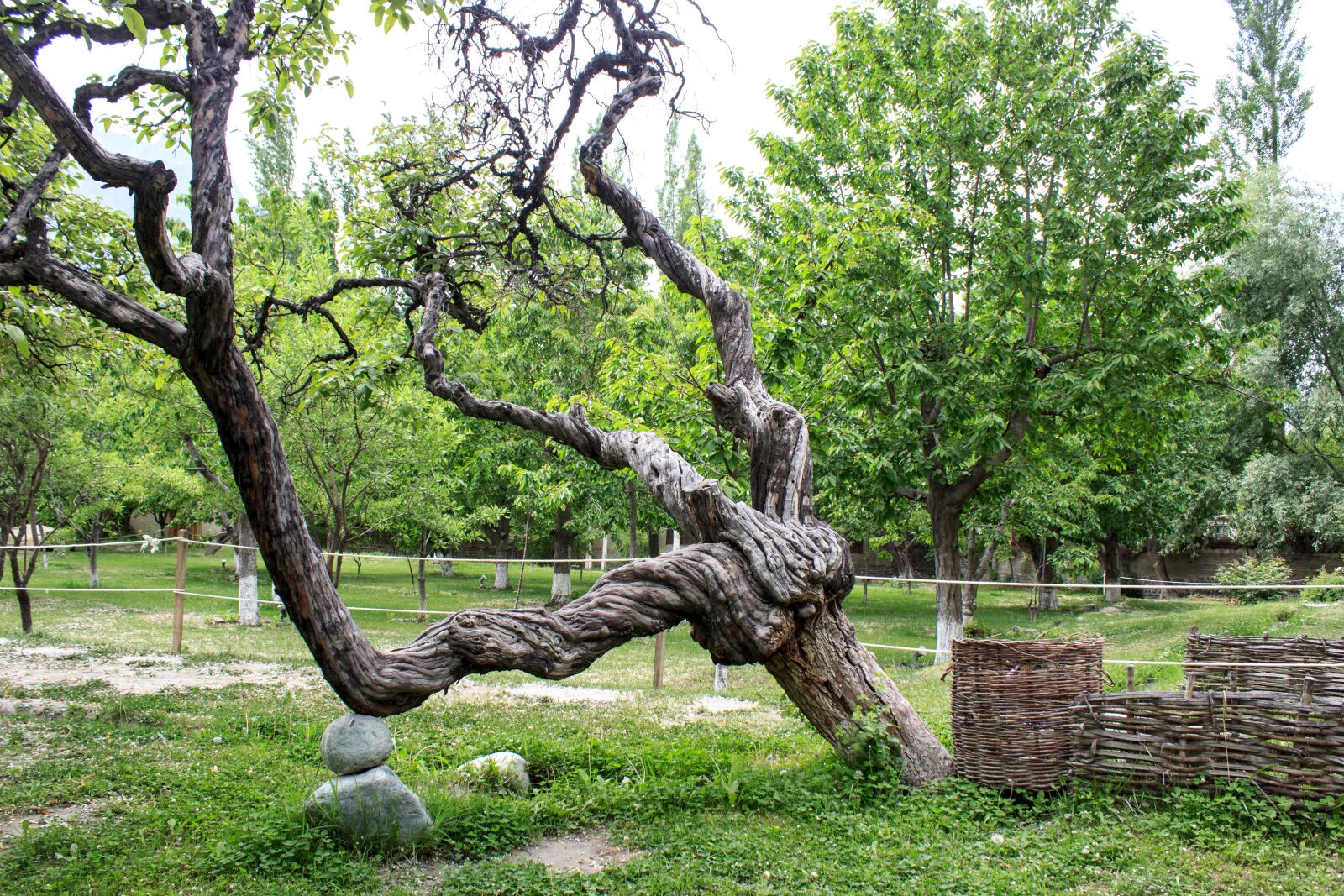 Canon EOS 600D (Rebel EOS T3i / EOS Kiss X5) sample photo. Tree, greenery, weird photography