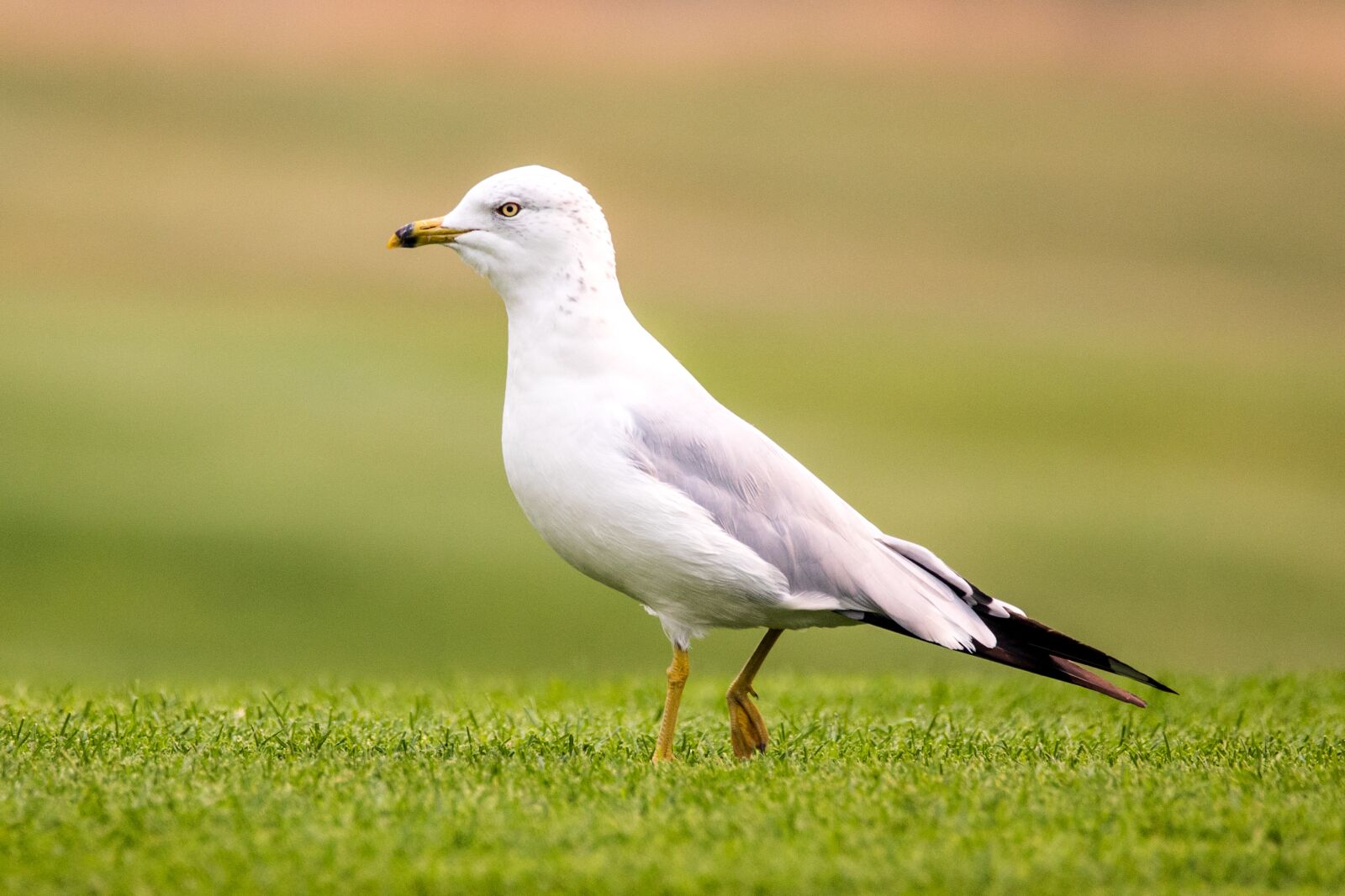 Canon EOS 5D Mark IV sample photo. Gull, bird, wildlife photography