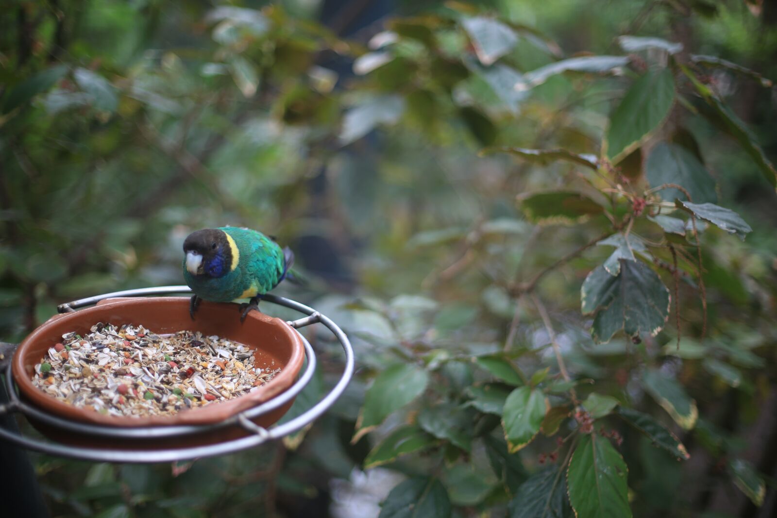 Canon EF 50mm F1.4 USM sample photo. Green, parrot, tree photography