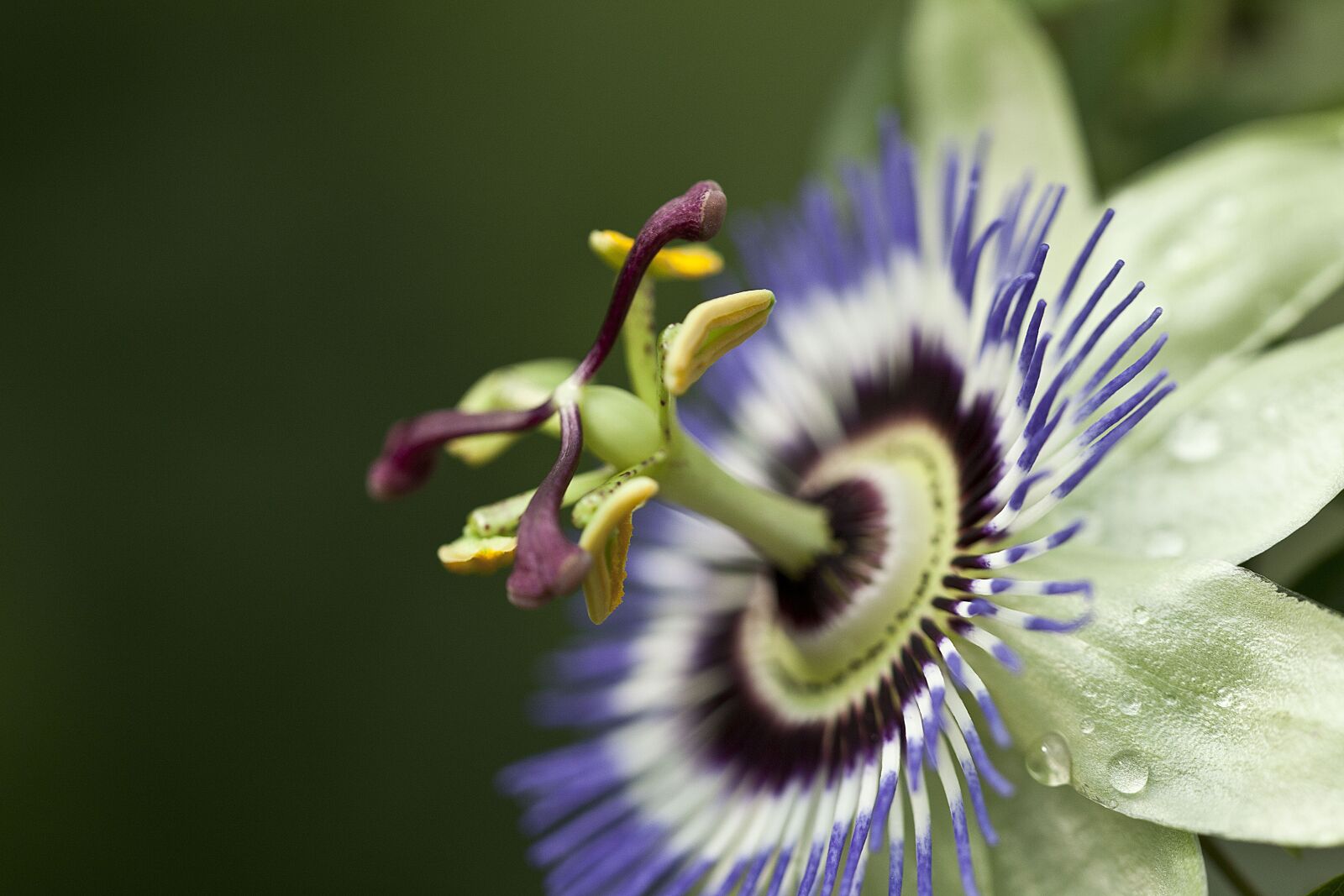Canon EOS 5D Mark II sample photo. Watch flowers, purple, nature photography