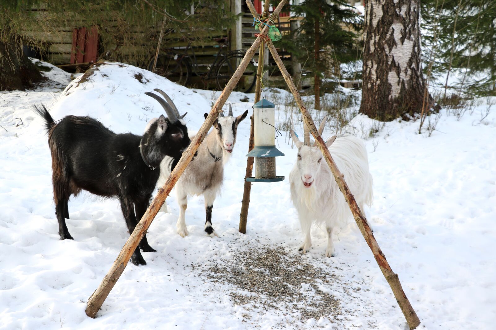 Canon EOS 750D (EOS Rebel T6i / EOS Kiss X8i) sample photo. Snow, winter, cold photography