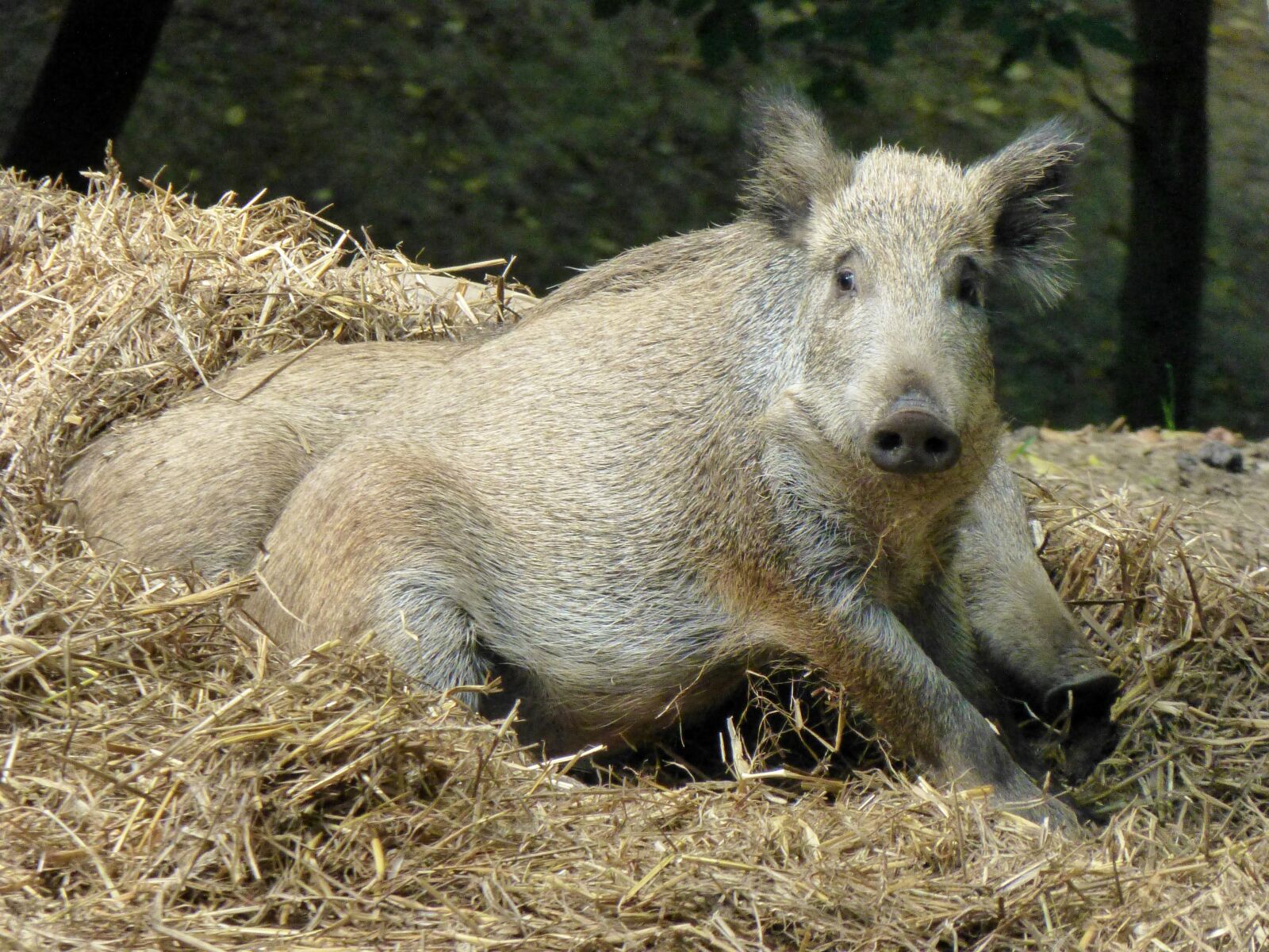 Panasonic DMC-TZ31 sample photo. Boar, sow, animal photography