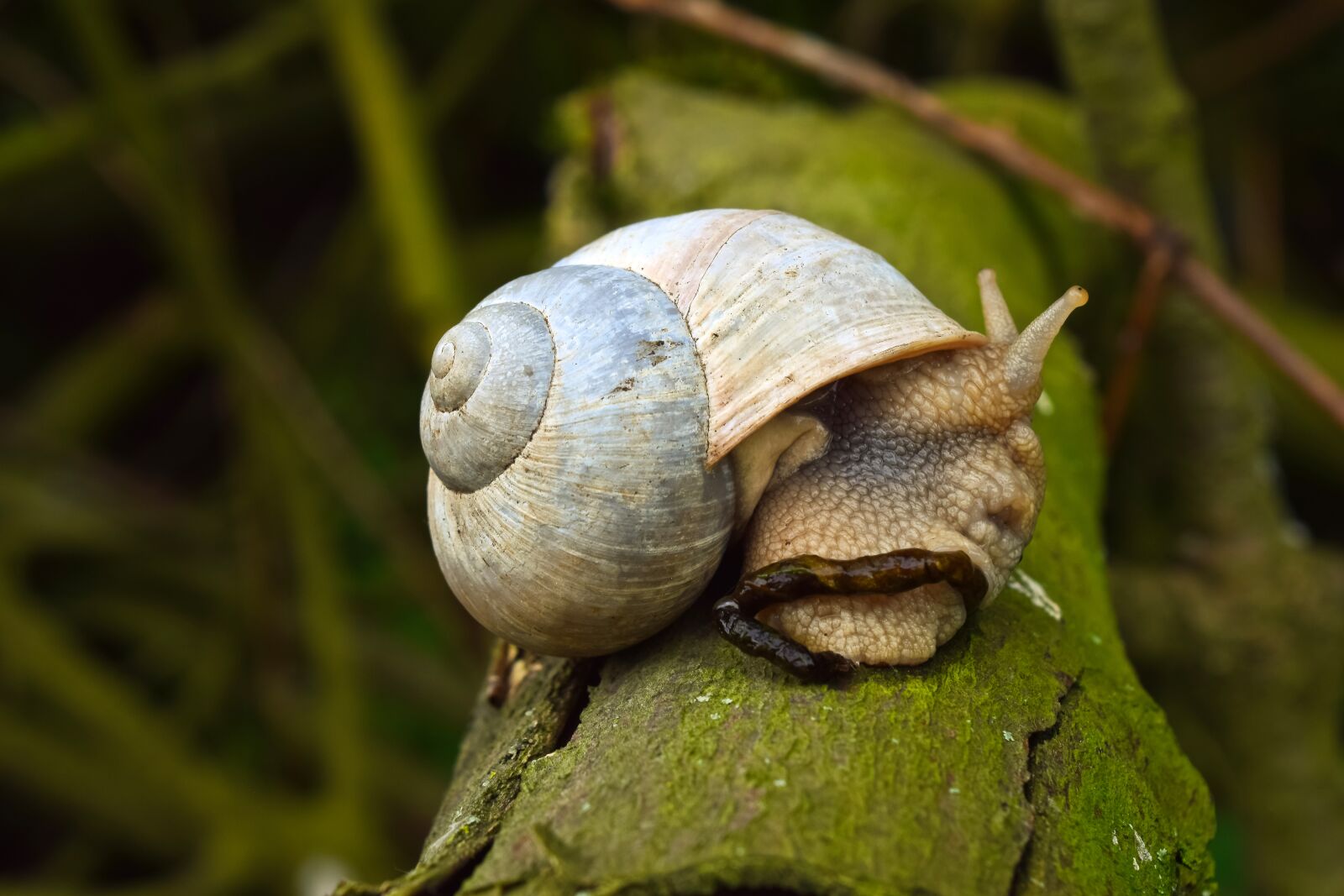 Nikon D3300 sample photo. Animal, snail, nature photography
