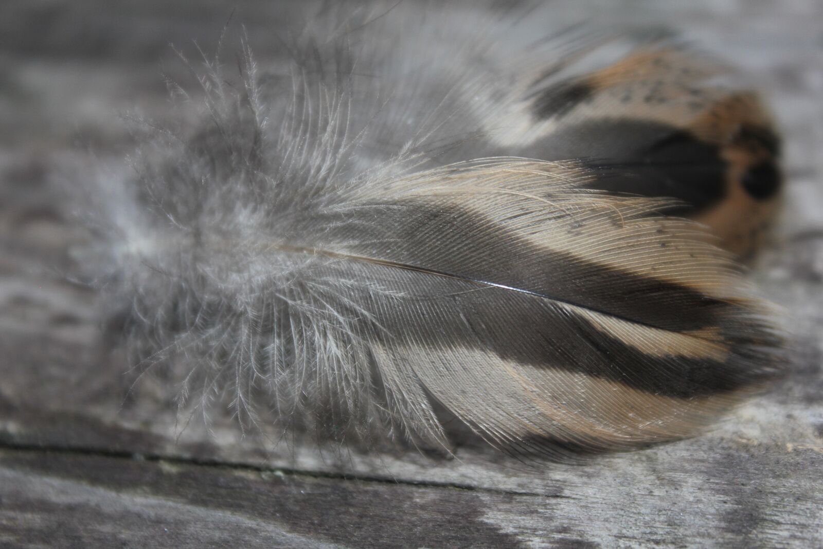 Canon EOS 550D (EOS Rebel T2i / EOS Kiss X4) sample photo. Plumule, feathers, fine photography