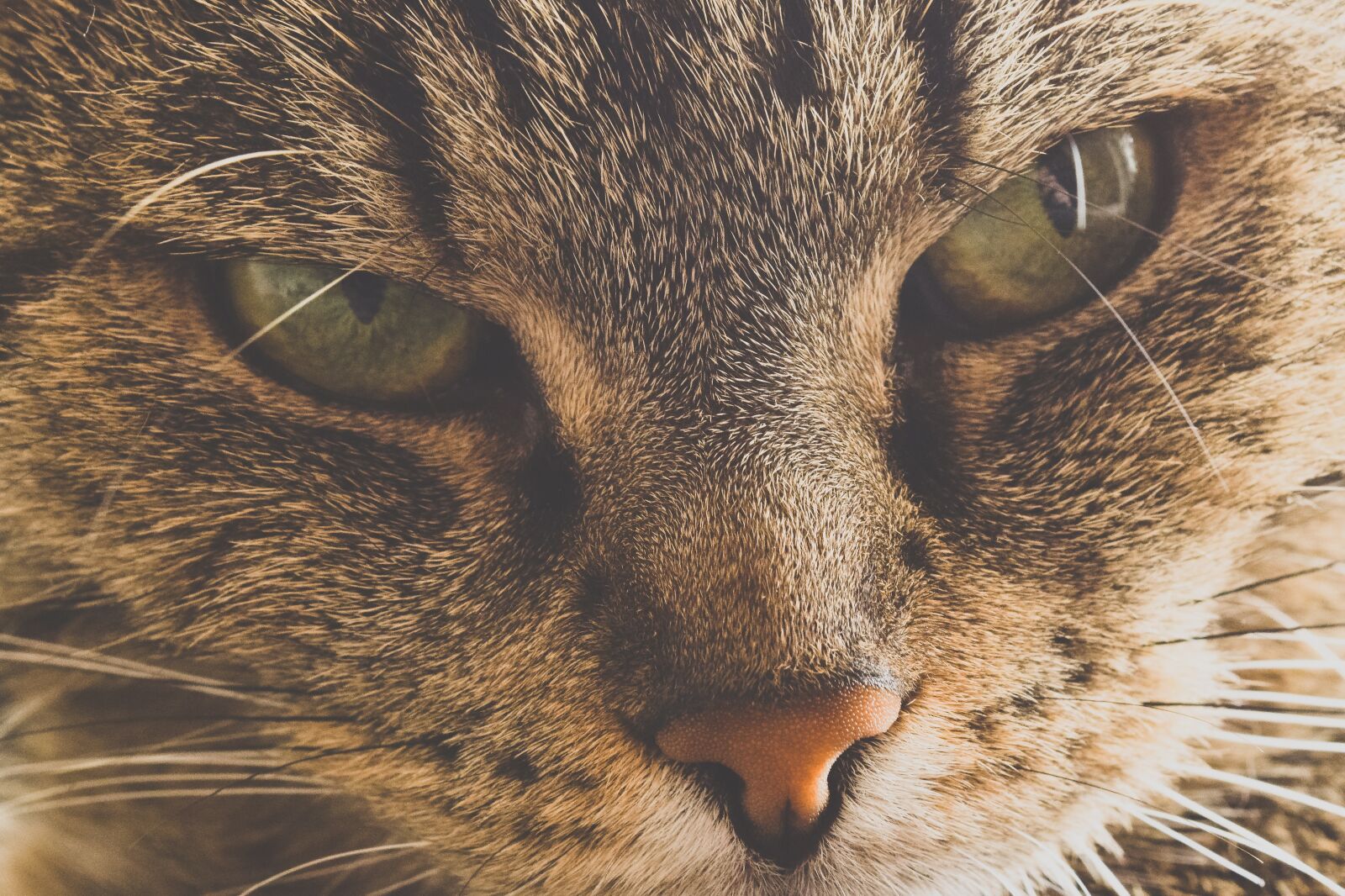Nikon D3300 sample photo. Animal, cat, pet photography
