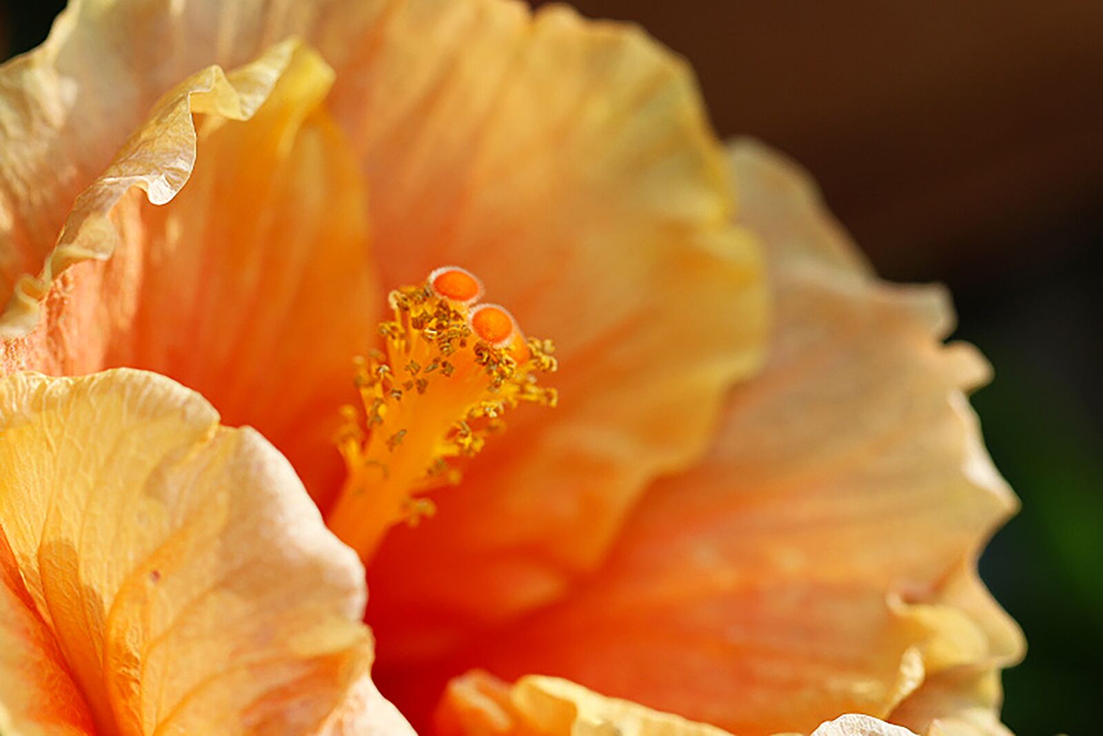 Canon EF 100mm F2.8L Macro IS USM sample photo. Orange, stamen, petals photography
