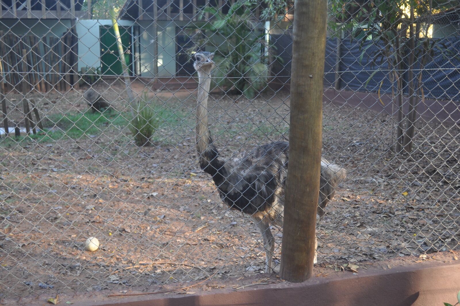 Nikon D5000 sample photo. Ema ave, the bird photography