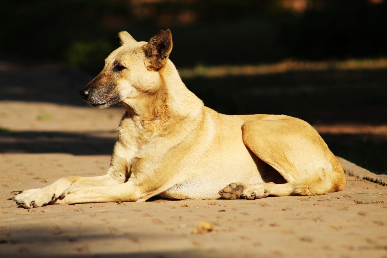 Canon EOS 1300D (EOS Rebel T6 / EOS Kiss X80) sample photo. Dog, indian dog, stray photography