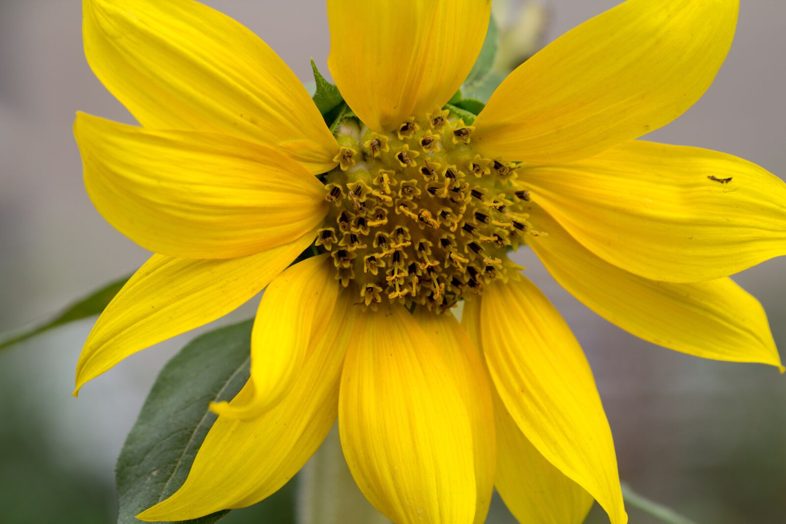 Canon EOS 600D (Rebel EOS T3i / EOS Kiss X5) sample photo. Flower, sunflower, close up photography