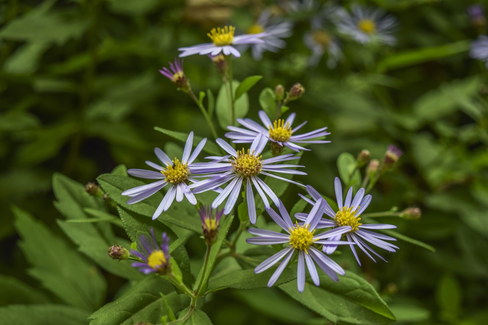 Nikon D3300 sample photo. Flowers, beach-aster, bloom photography