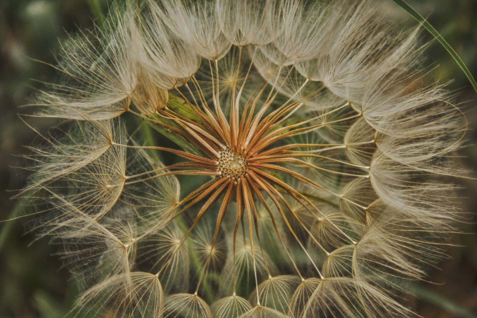 Nikon D5500 sample photo. Dandelion, flower, plant photography