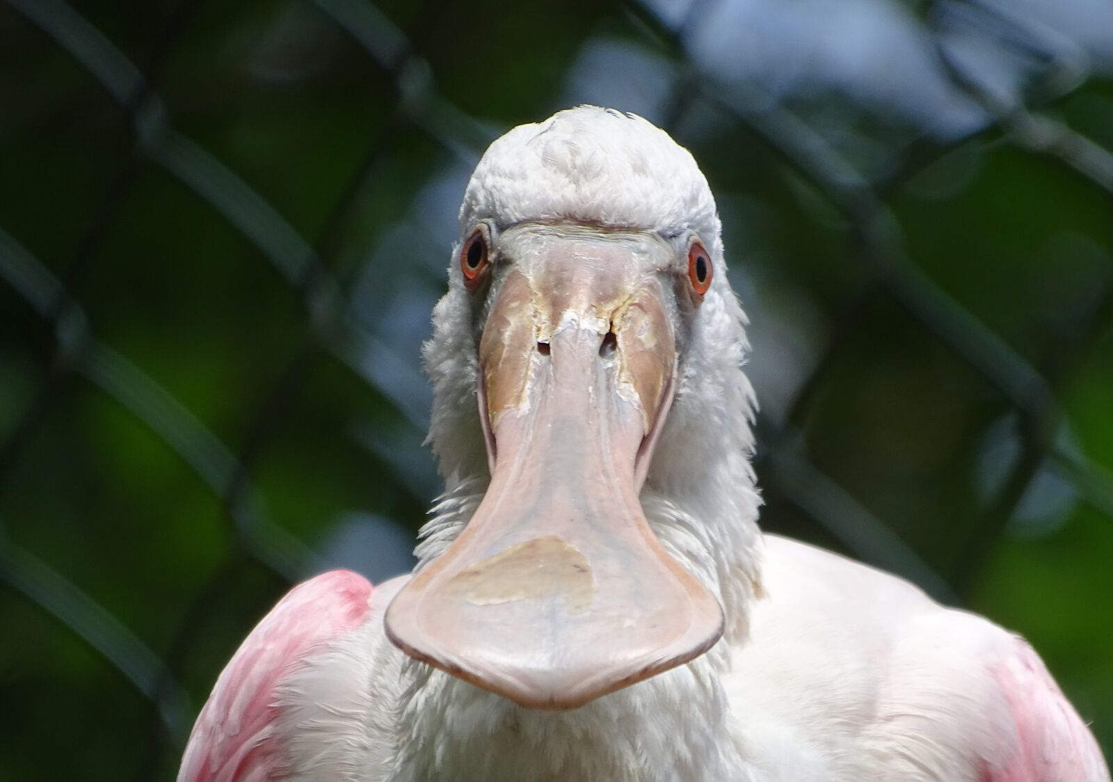 Sony Cyber-shot DSC-HX400V sample photo. Roseate spoonbill, bird, macro photography