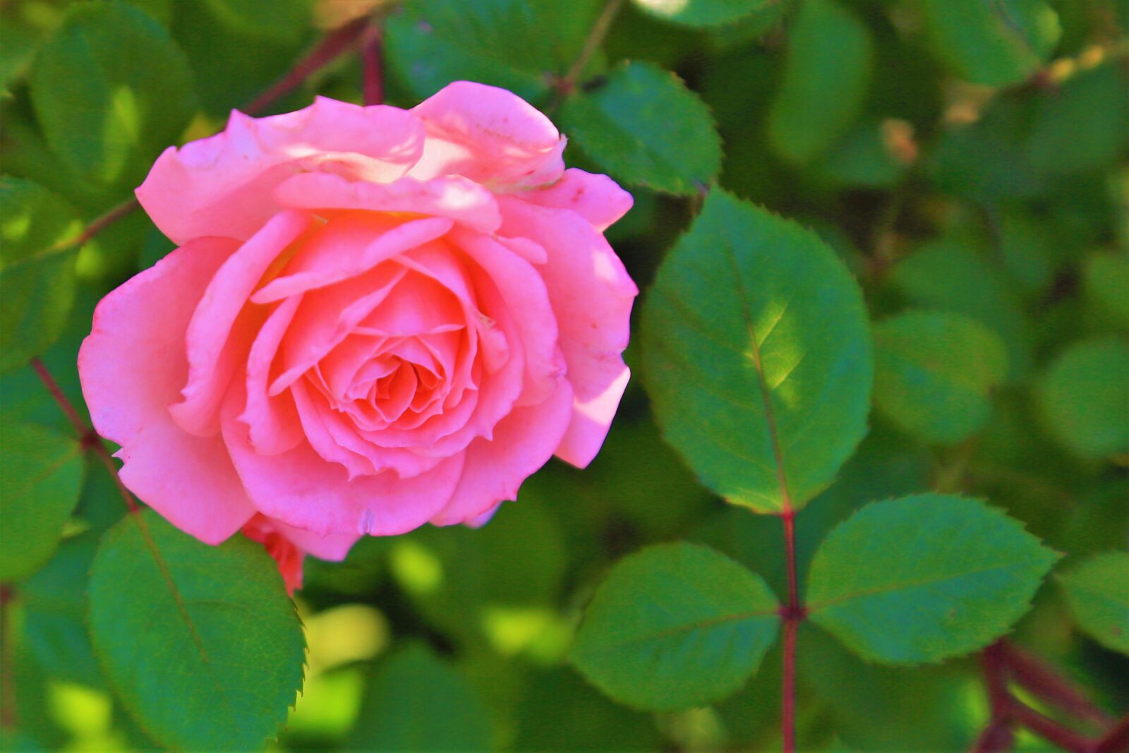 Canon EOS 5D Mark III sample photo. Rose, pink, spring photography