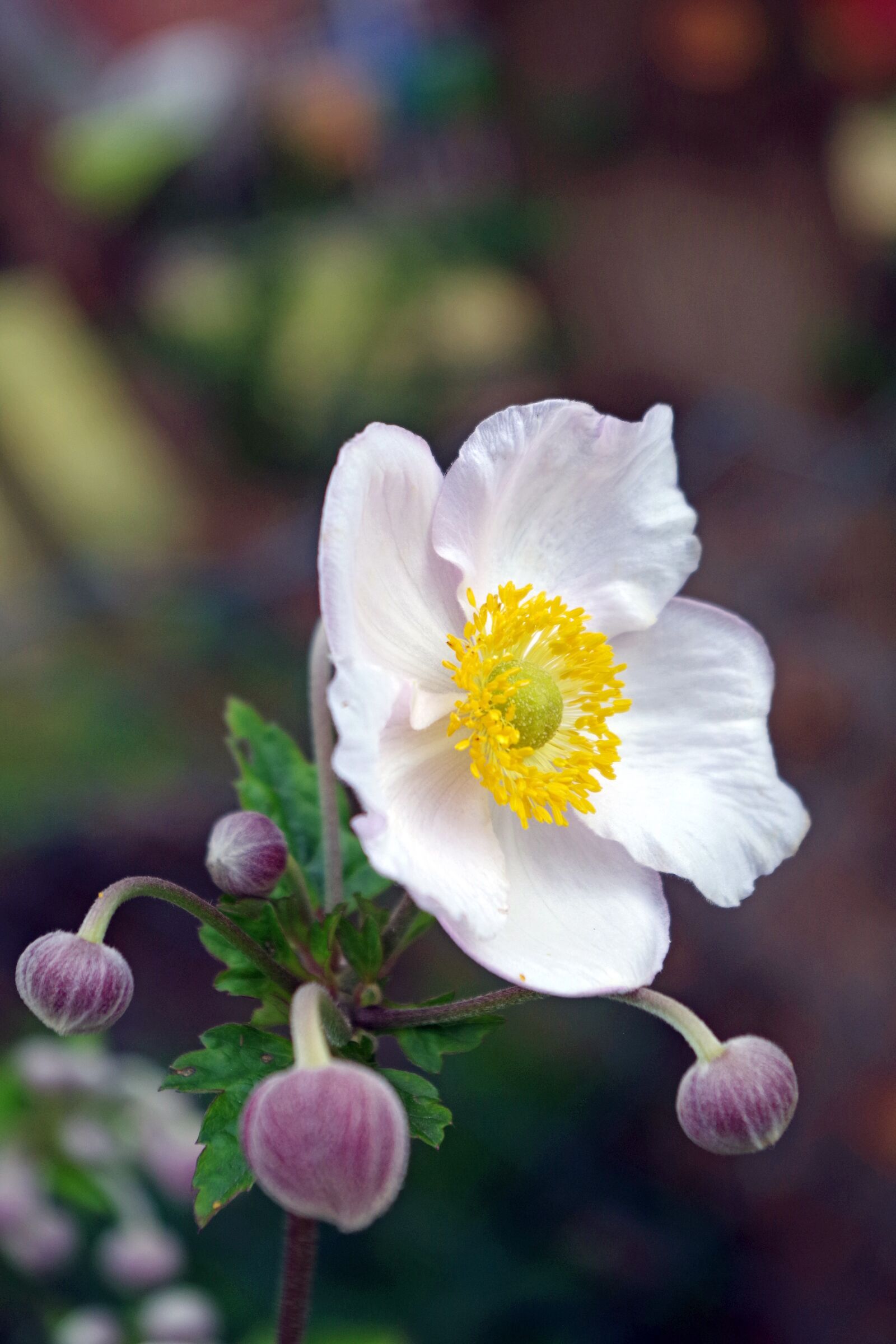 Pentax K-S2 sample photo. Flower garden, pentecost, peony photography